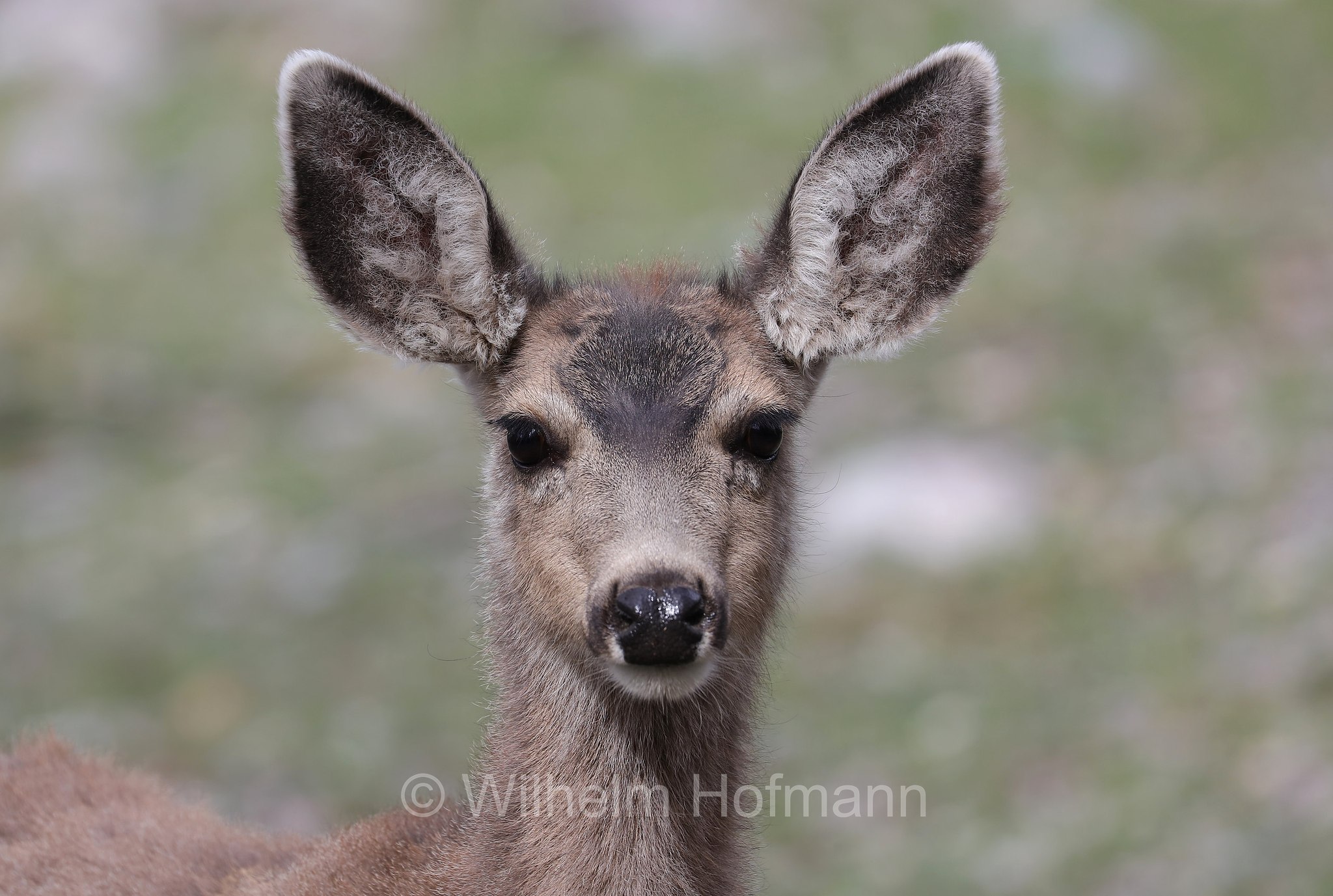 Odocoileus hemionus hemionus, Rocky Mountain Mule Deer, Rocky-Mountain-Maultierhirsch, cervo mulo delle Rocciose, Bristlecone Lakes Trailhead, Great Basin National Park, Great-Basin-Nationalpark, Parco nazionale del Great Basin, Nevada, USA