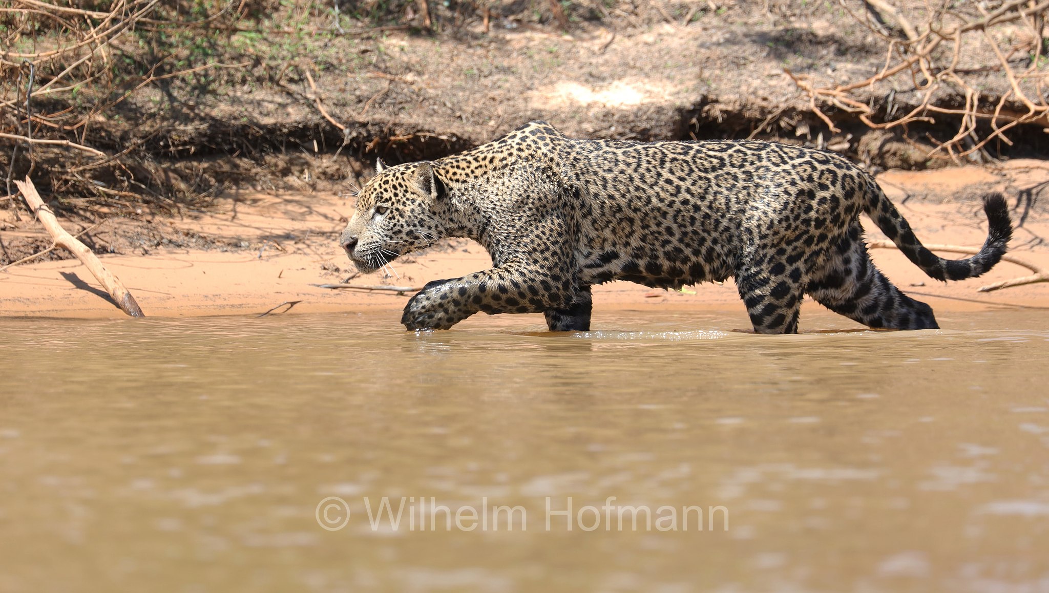 Jaguar, ﻿giaguaro, Panthera onca, Parque Estadual Encontro das Águas, Pantanal, Mato Grosso, Brazil, Brasil, Brasile, Brasilien
