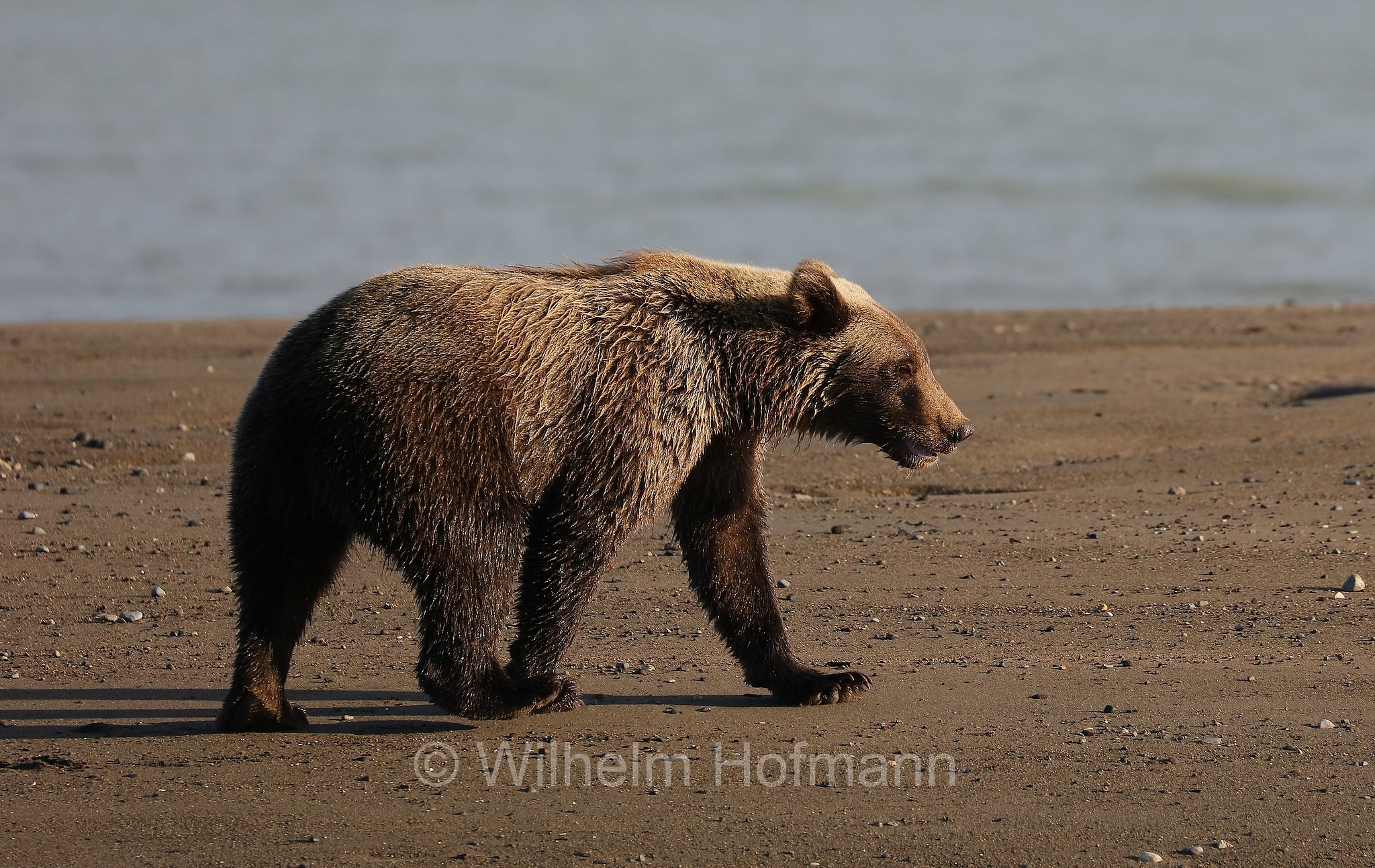 Ursus arctos gyas, Alaska Peninsula brown bear, peninsular grizzly, Alaska-Halbinsel-Braunbär, Alaska-Küstenbraunbär, Alaska-Braunbär, Großer Alaska-Braunbär, orso bruno della penisola dell'Alaska, grizzly peninsulare, grizzly costiero, grizzly gigante, Silver Salmon Creek, Lake Clark National Park, Lake Clark National Park and Preserve, Lake-Clark-Nationalpark, Parco nazionale e riserva di Lake Clark, Alaska, USA