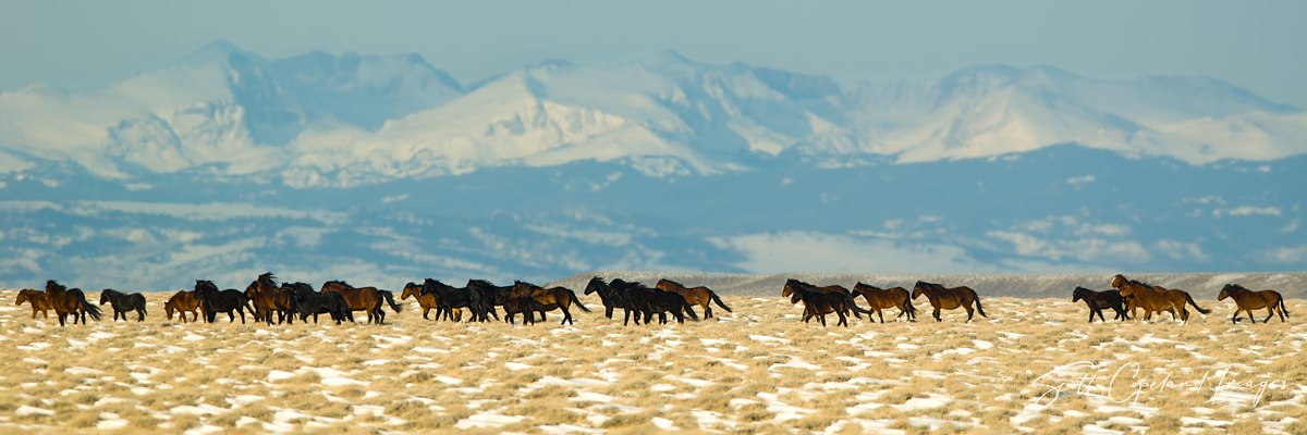 Mountains-and-Mustangs