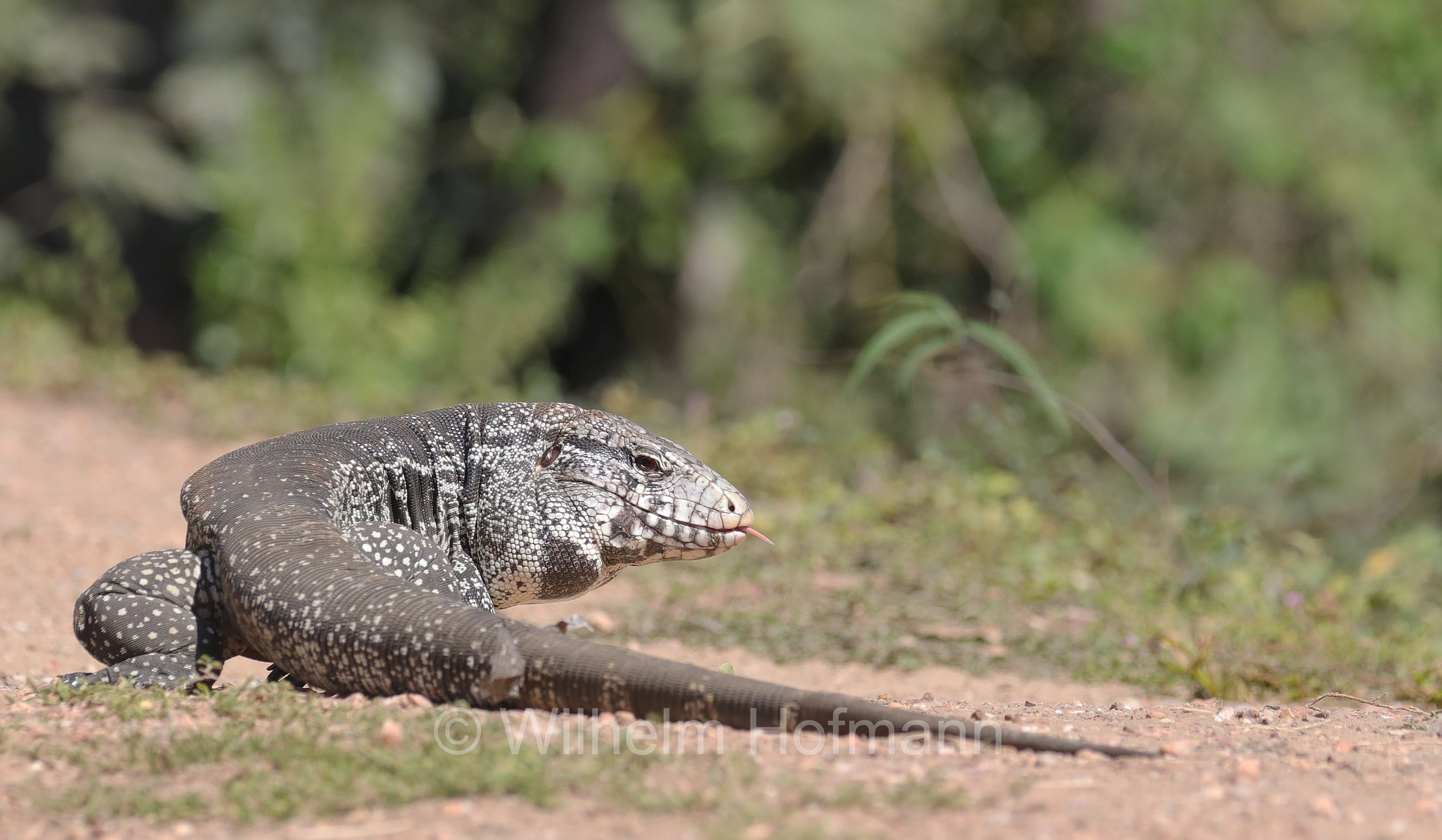Argentine black and white tegu, Argentine giant tegu, black and white tegu, blue tegu, huge tegu, Schwarzweißer Teju, tegu argentino bianco e nero, tegu gigante argentino, lagarto overo, Salvator merianae, Pantanal, Mato Grosso, Brazil, Brasil, Brasile, Brasilien