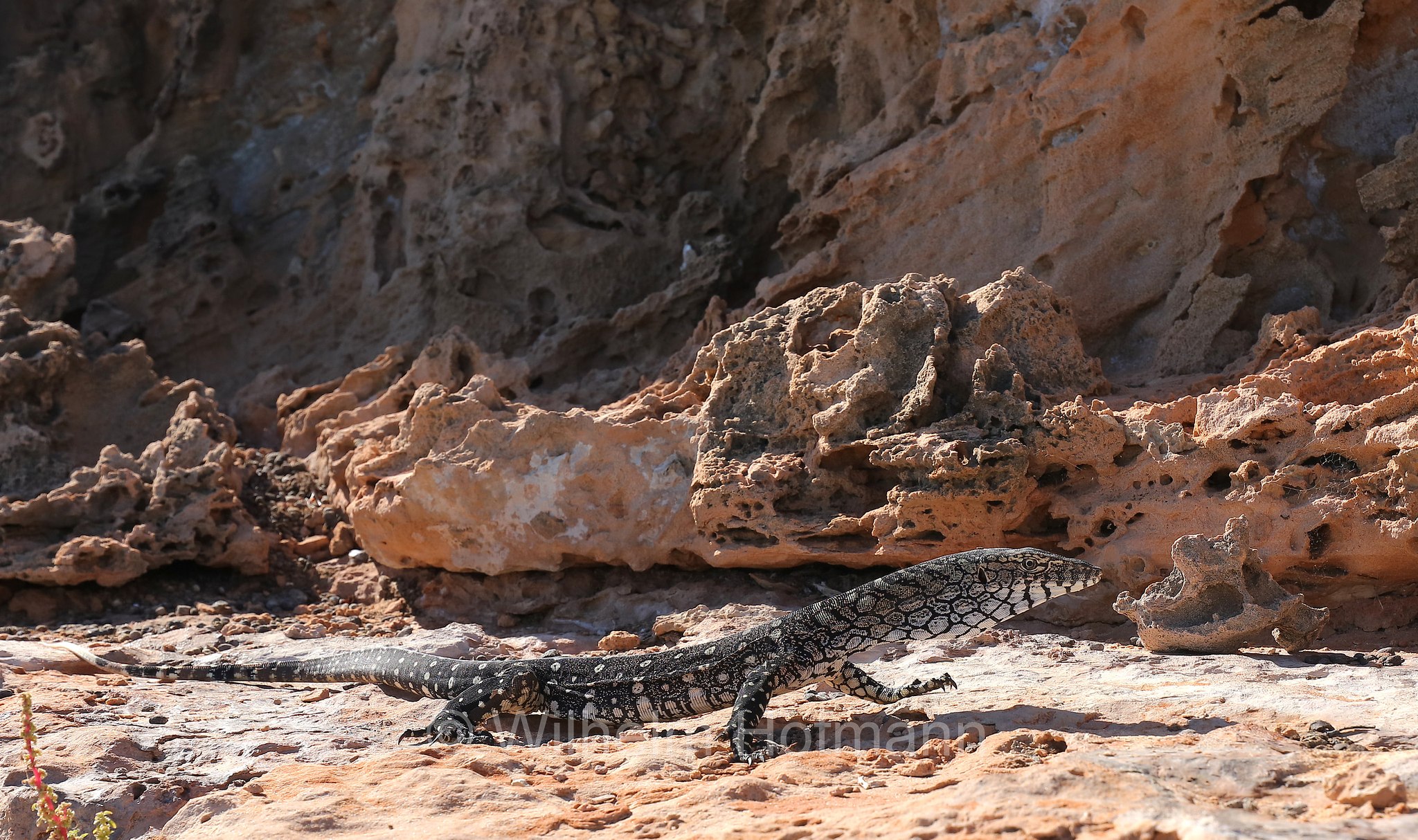 Varanus giganteus, perentie, Riesenwaran, varano gigante, Perentie, Ningaloo Coast, Coral Bay, Costa di Ningaloo, Western Australia, Westaustralien, Australia Occidentale, Australia, Australien