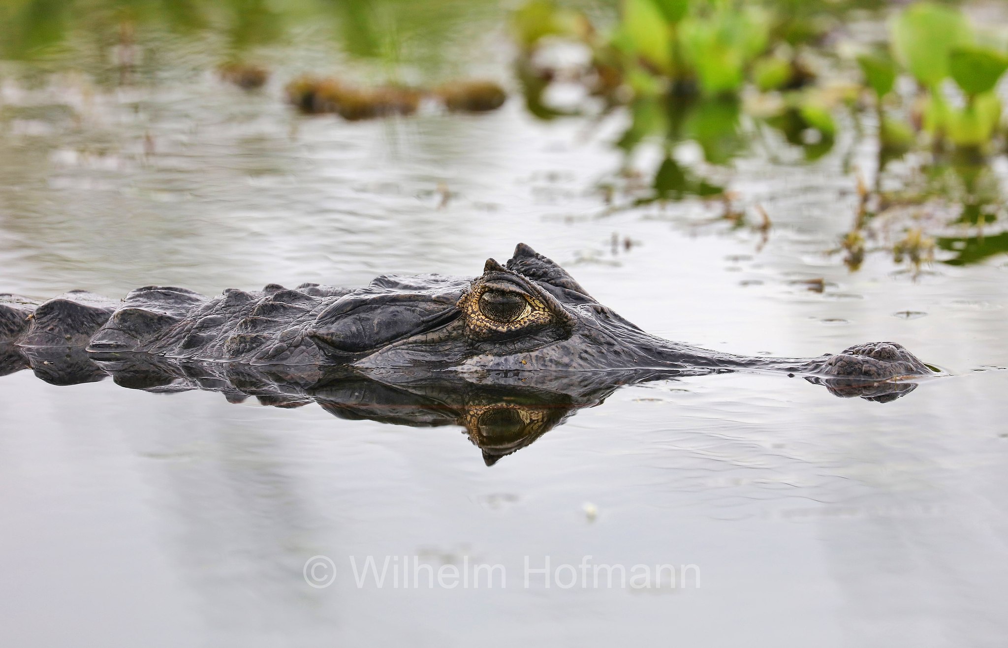 yacare caiman, jacare caiman, Paraguayan caiman, piranha caiman, red caiman, southern spectacled caiman, Brillenkaiman, caimano jacarè, Caiman yacare, Iberá Wetlands, Esteros del Iberá, Corrientes, Argentina, Argentinien