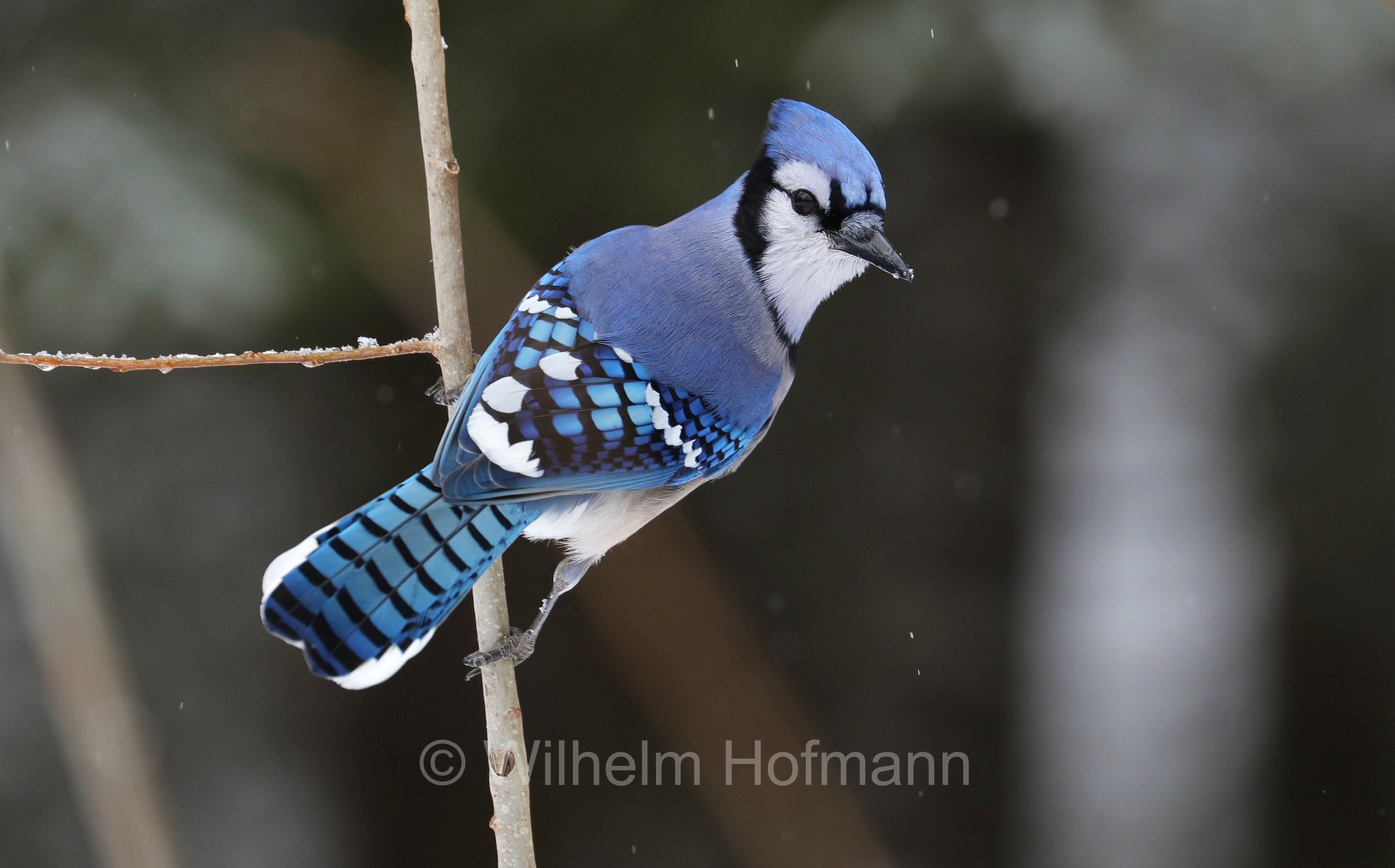 Cyanocitta cristata, blue jay, Blauhäher, ghiandaia azzurra americana, ghiandaia azzurra, Costello Creek, Algonquin Provincial Park, Parco provinciale di Algonquin, Ontario, Canada, Kanada