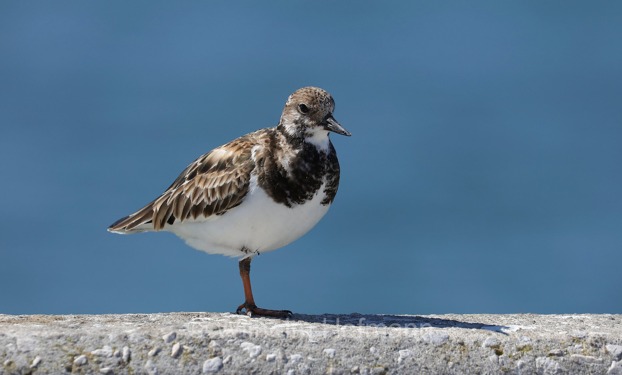 Arenaria interpres, ruddy turnstone, Steinwälzer, voltapietre, Skyway Fishing Pier, Sunshine Skyway Bridge, Florida, USA
