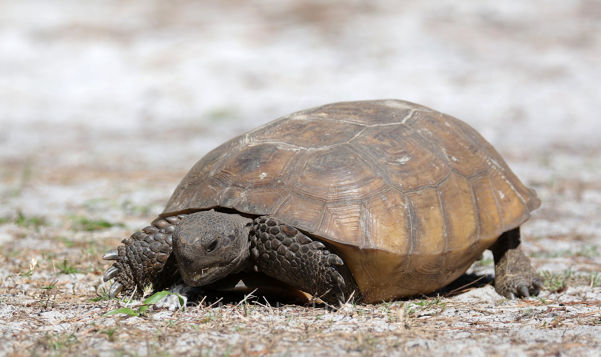 Gopherus polyphemus, gopher tortoise, Georgia-Gopherschildkröte, Florida-Gopherschildkröte, tartaruga gopher, testuggine gopher, Key Vista Nature Park, Florida, USA