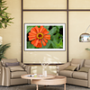 THE ONE - WILDLIFE & NATURE - "Orange Zinnia" - LIMITED EDITION 3 of 5