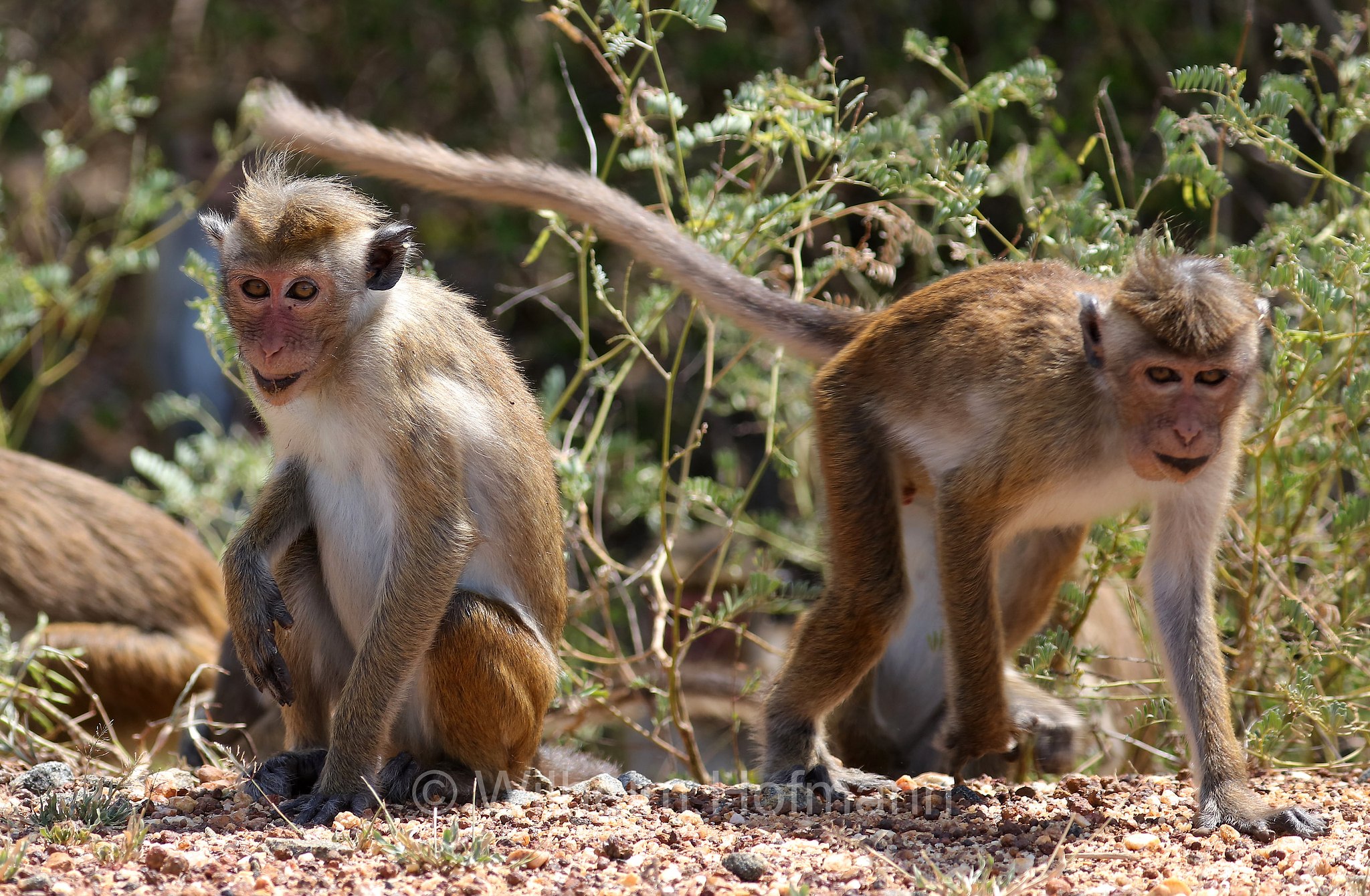 toque macaque, Ceylon-Hutaffe, macaco dal berretto, ﻿Macaca sinica, Kirinda, Sri Lanka