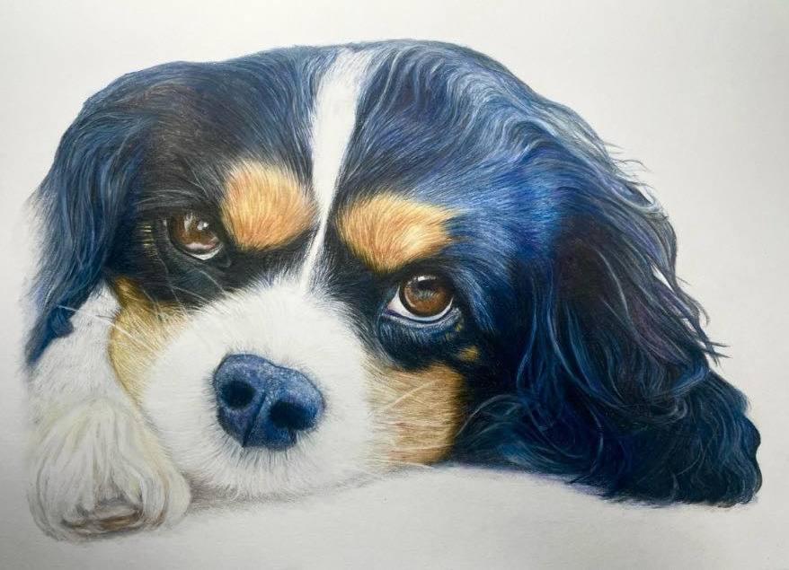 Tricolour King Charles Cavalier Pet Portrait, King Charles Spaniel portrait, King Charles Cavalier pet portrait, King Charles dog portrait, Kind Charles portrait, King Charles dog portrait, King Charles Tricolour, King Charles Spaniel pet portrait, King Charles Spaniel art,