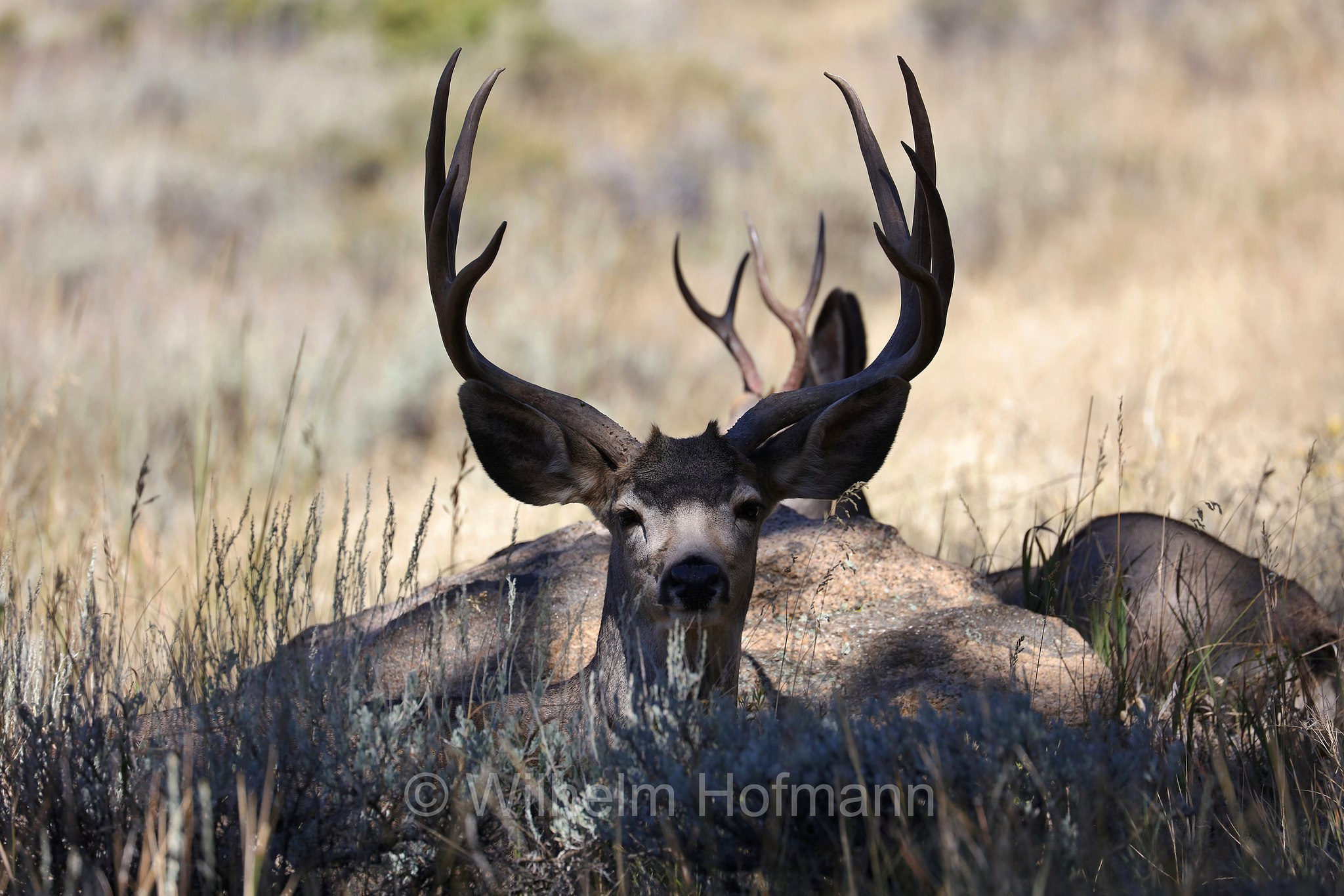 Odocoileus hemionus hemionus, Rocky Mountain Mule Deer, Rocky-Mountain-Maultierhirsch, cervo mulo delle Rocciose, ﻿﻿Beaver Meadows, Rocky Mountain National Park, ﻿Rocky-Mountain-Nationalpark, parco nazionale delle Montagne Rocciose, Colorado, USA