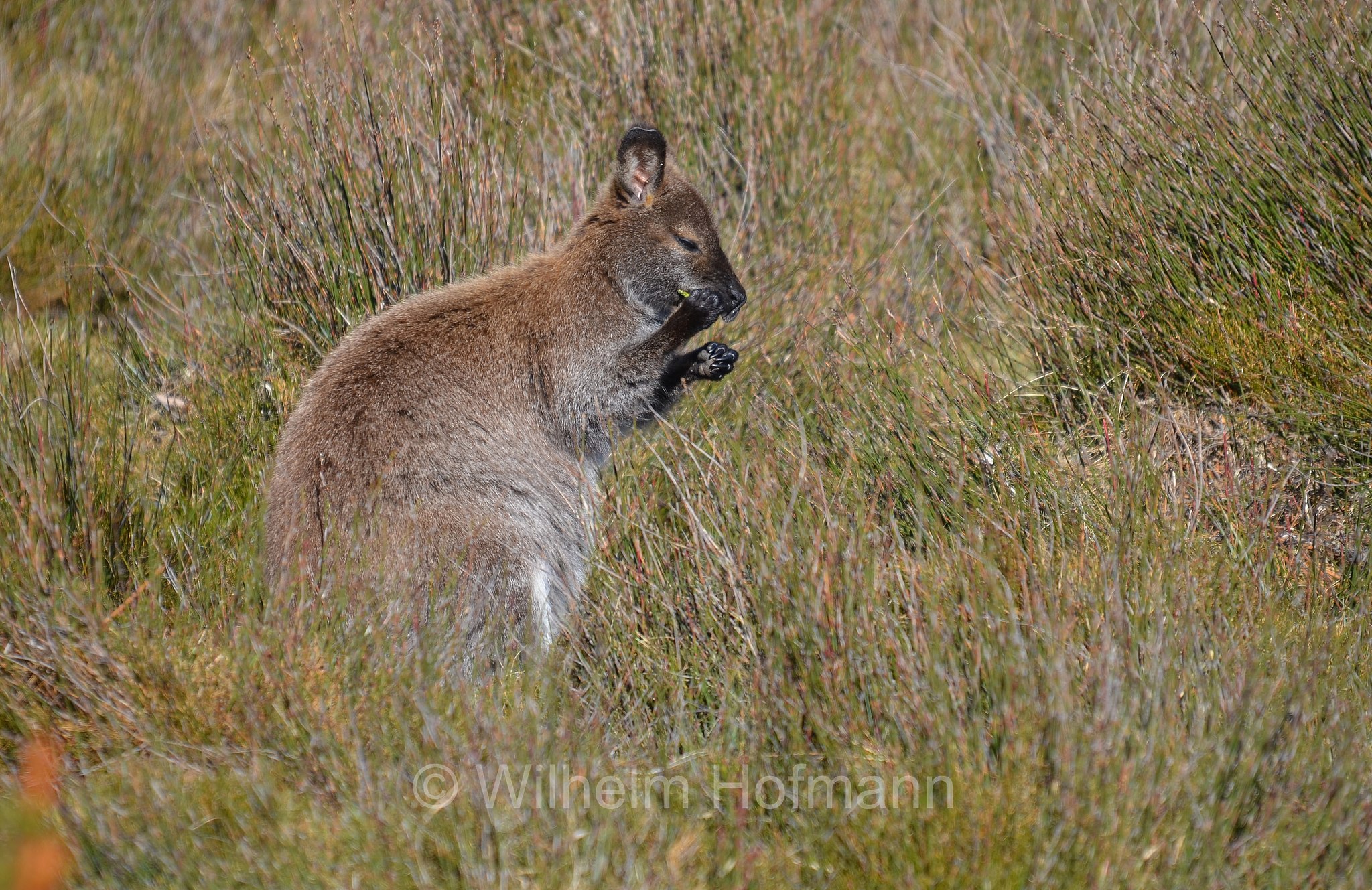 red-necked wallaby, Bennett's wallaby, Rotnackenwallaby, Bennett-Wallaby, Bennett-Känguru, wallaby dal collo rosso, wallaby di Bennet, Notamacropus rufogriseus, Cradle Mountain National Park, Cradle Mountain-Lake St Clair National Park, Cradle-Mountain-Lake-St.-Clair-Nationalpark, Parco nazionale del monte Cradle-lago St Clair, Tasmania, Tasmanien, Australia, Australien