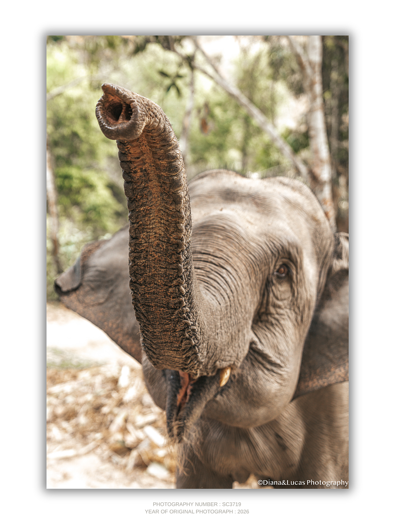 THE ONE - WILDLIFE & NATURE - "Look at Me" - LIMITED EDITION 5 of 5
