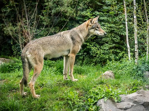 Im Tierpark Dählhölzli