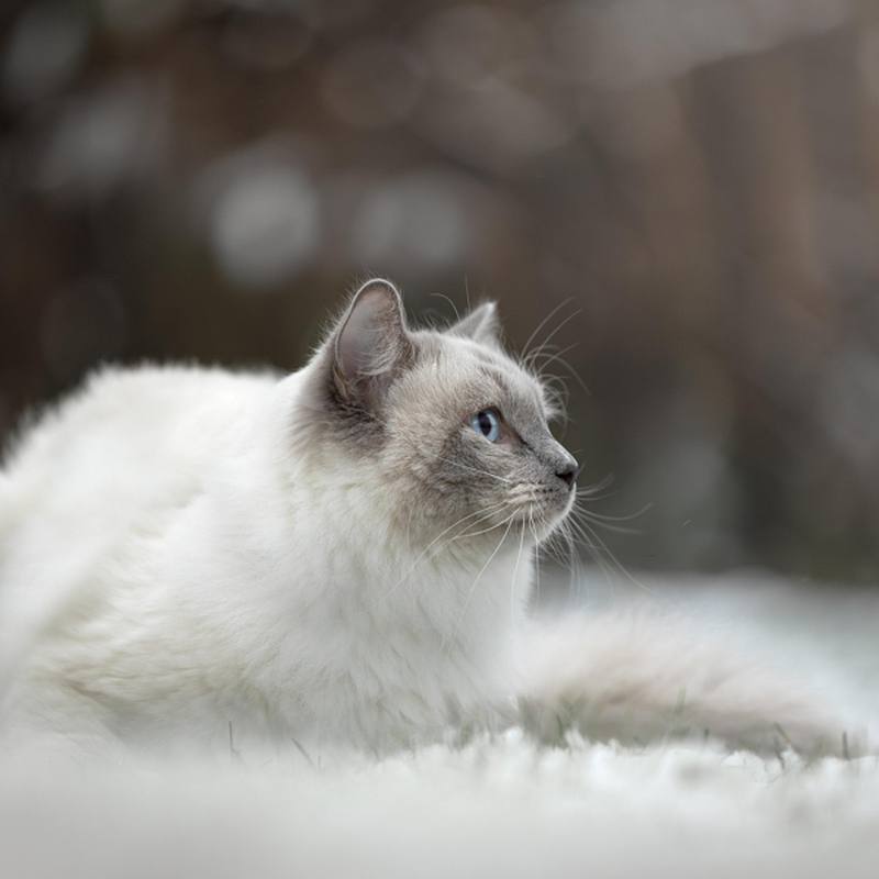 Winterse foto's met jouw hond, kat, paard of fret