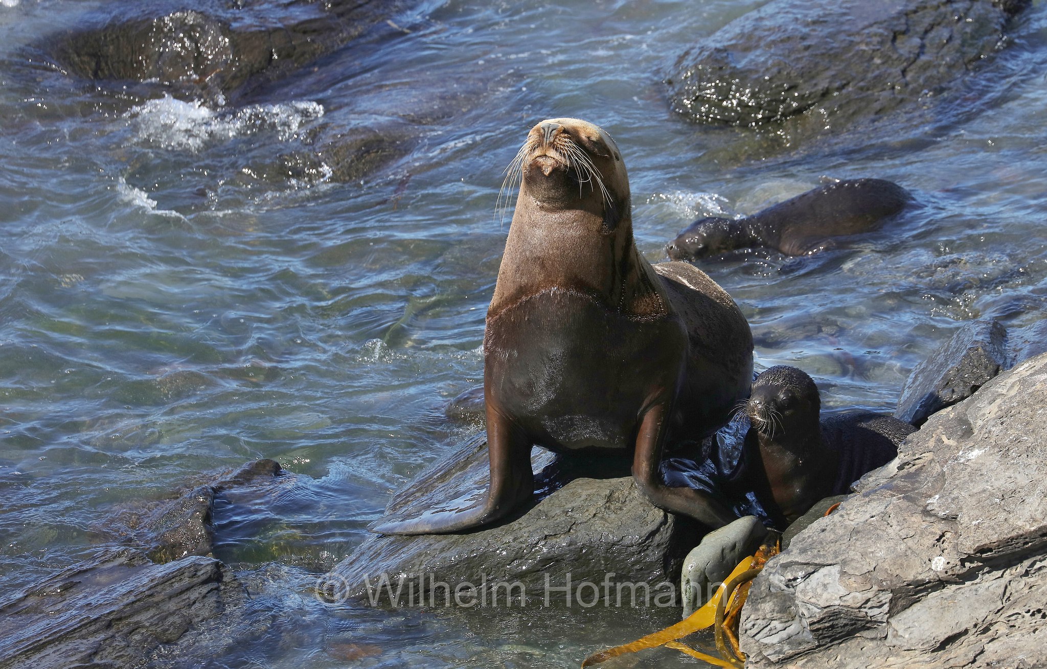 South American sea lion, southern sea lion, Patagonian sea lion, Mähnenrobbe, Patagonischer Seelöwe, Südamerikanischer Seelöwe, leone marino sudamericano, leone marino meridionale, Otaria flavescens, ﻿Südlicher See-Elefant, elefante marino meridionale, Mirounga leonina, Sealion Island, Sea Lion Island, Isla de los Leones Marinos, Falkland Islands, Falklandinseln, Isole Falkland