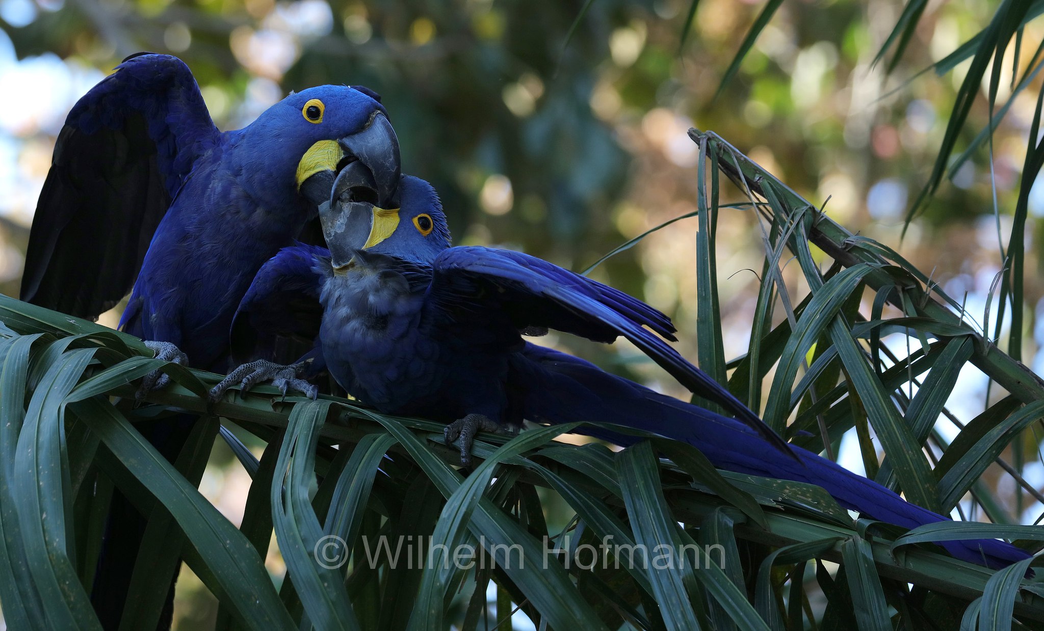 hyacinth macaw, hyacinthine macaw, Hyazinthara, ara giacinto, Anodorhynchus hyacinthinus, Pantanal, Mato Grosso, Brazil, Brasil, Brasile, Brasilien
