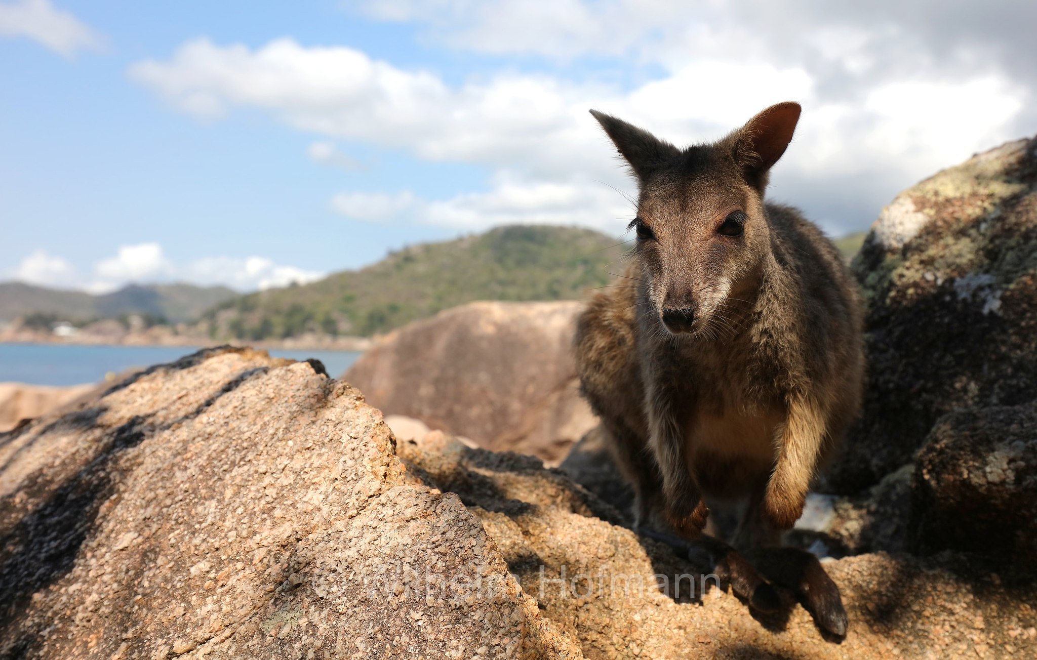Petrogale assimilis, allied rock-wallaby, Weasel rock-wallaby, Variables Felskänguru, wallaby delle rocce alleato, Geoffrey Bay, Magnetic Island, Queensland, Australia, Australien
