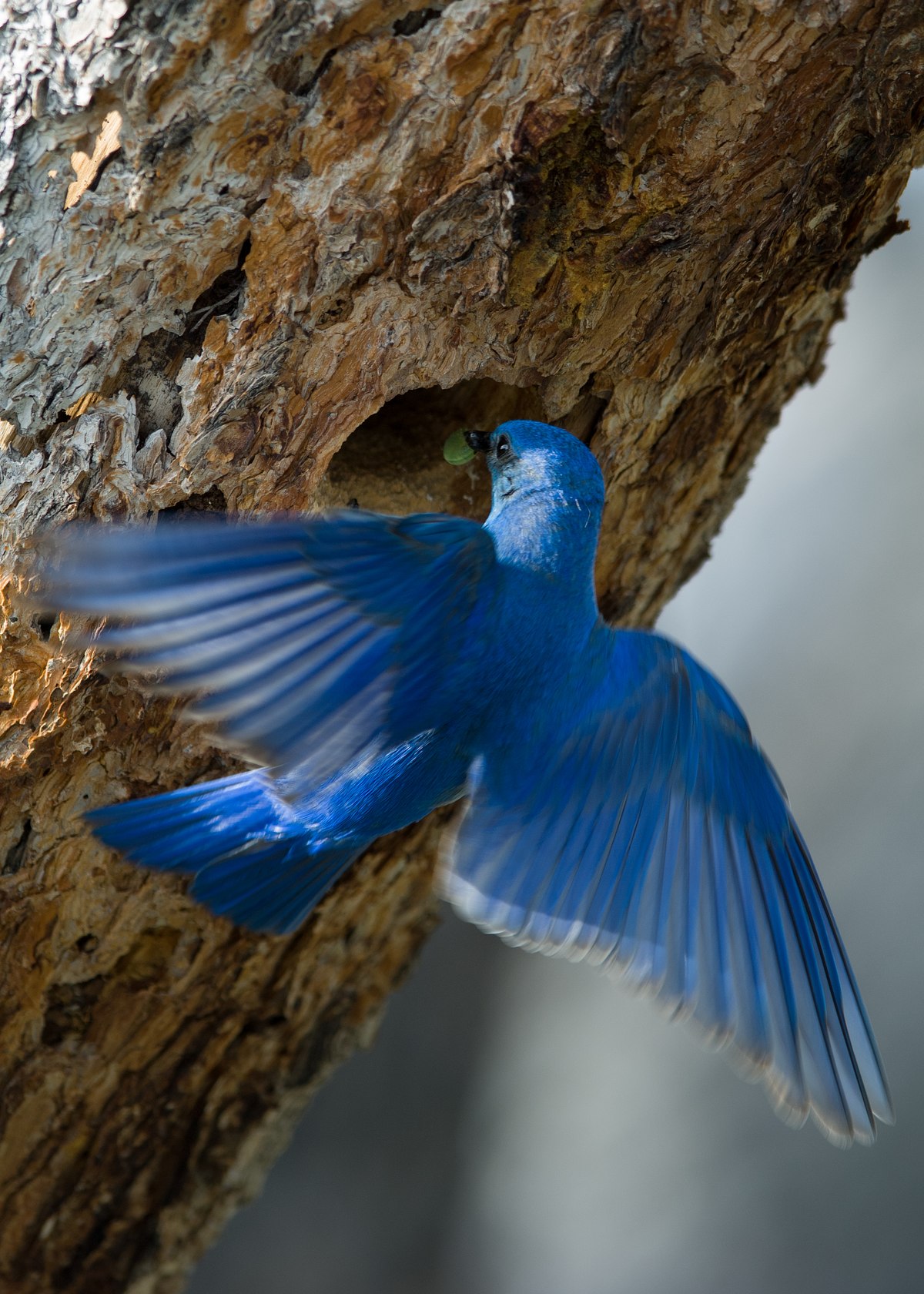 Flurry-of-Blue