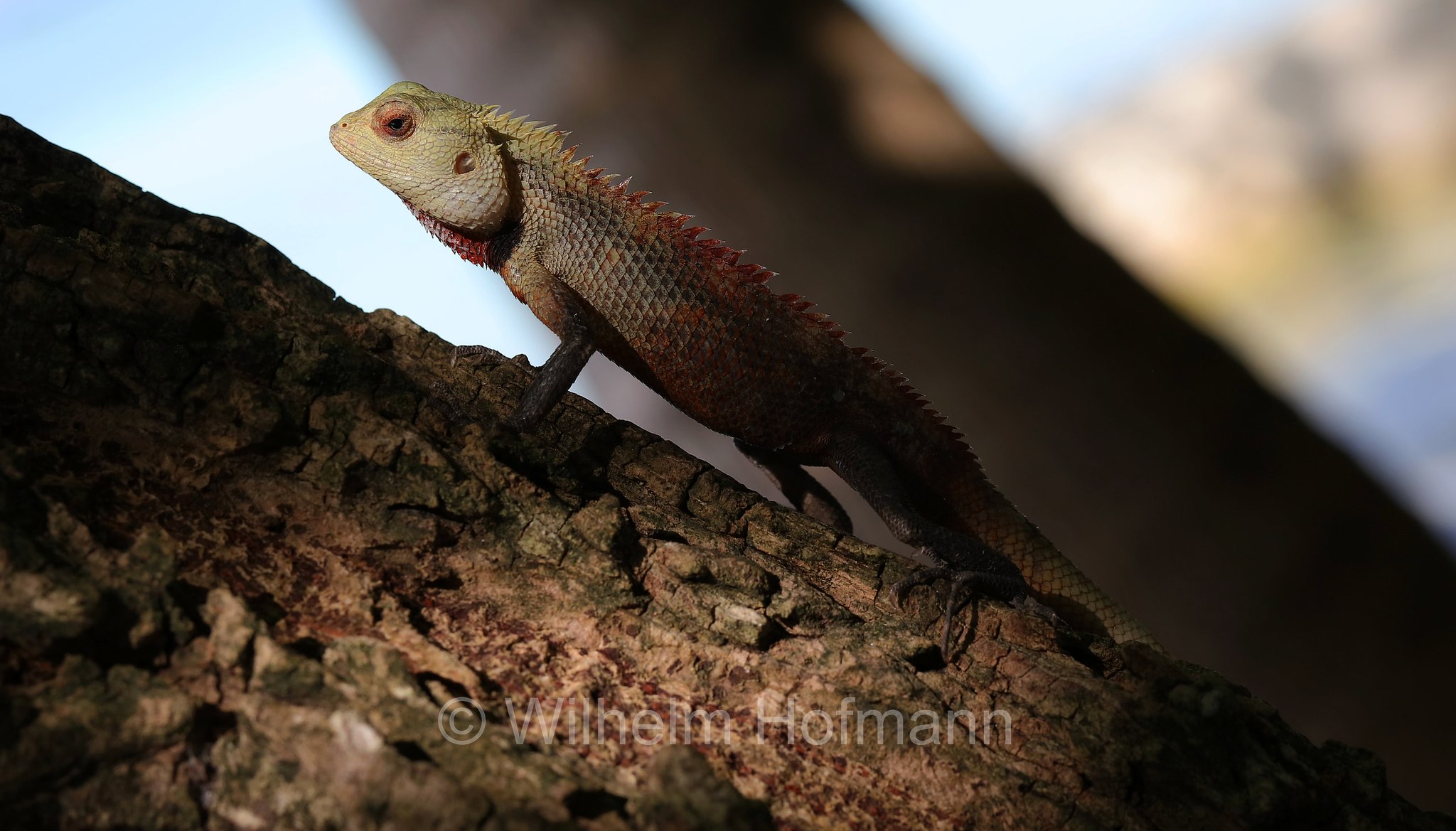 oriental garden lizard, eastern garden lizard, Indian garden lizard, common garden lizard, bloodsucker, changeable lizard, Blutsaugeragame, Verschiedenfarbige Schönechse, Calotes versicolor, Malediven, Maldives, Maledive, Fihalhohi Island Resort