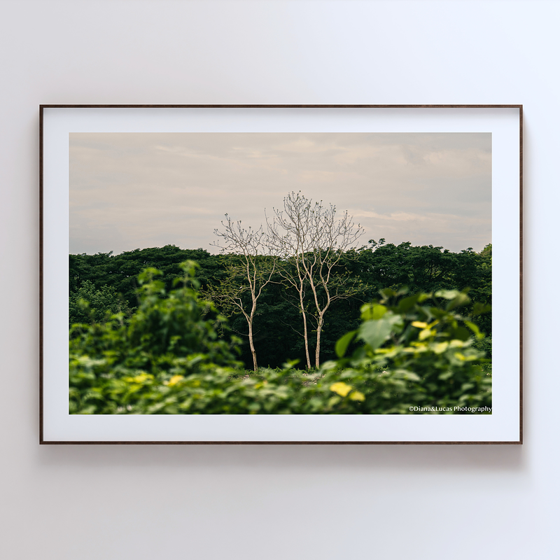 THE ONE - WILDLIFE & NATURE - "Two Trees" - LIMITED EDITION 5 of 5