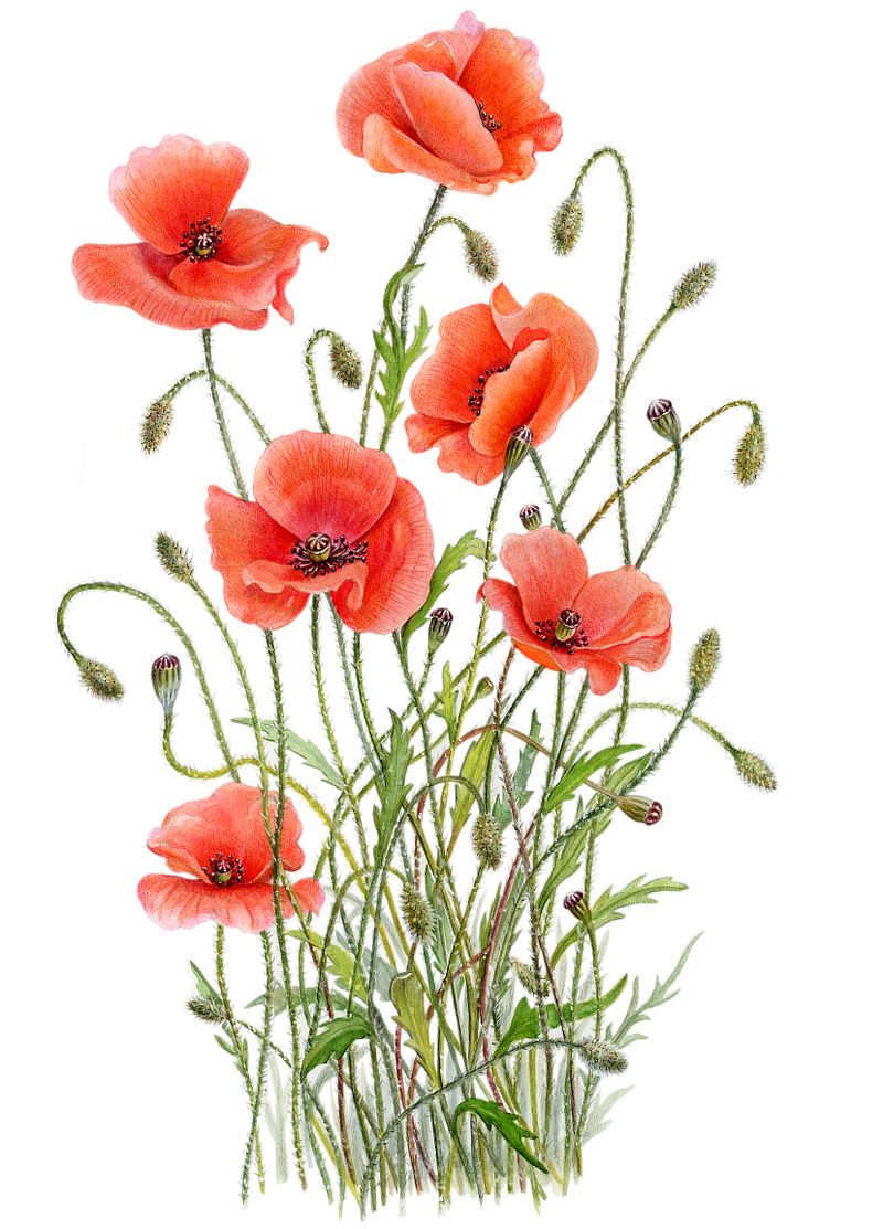 Field Poppy Artwork