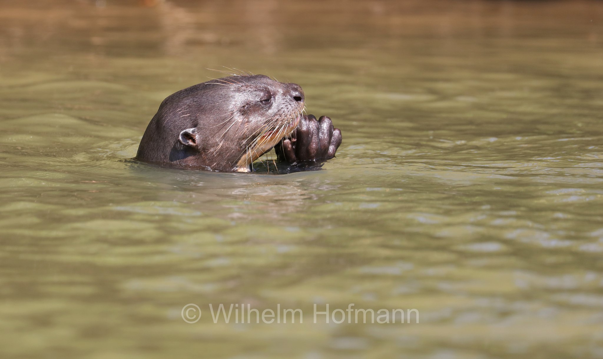 giant river otter, giant otter, Riesenotter, lontra gigante, lontra gigante del Brasile, Pteronura brasiliensis, Parque Estadual Encontro das Águas, Pantanal, Mato Grosso, Brazil, Brasil, Brasile, Brasilien