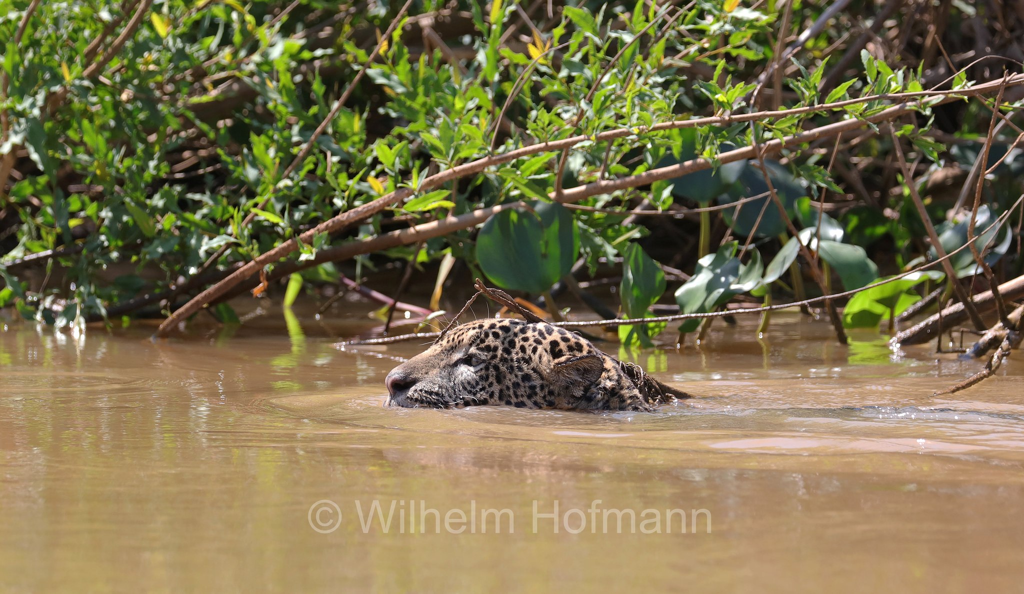 Jaguar, ﻿giaguaro, Panthera onca, Parque Estadual Encontro das Águas, Pantanal, Mato Grosso, Brazil, Brasil, Brasile, Brasilien