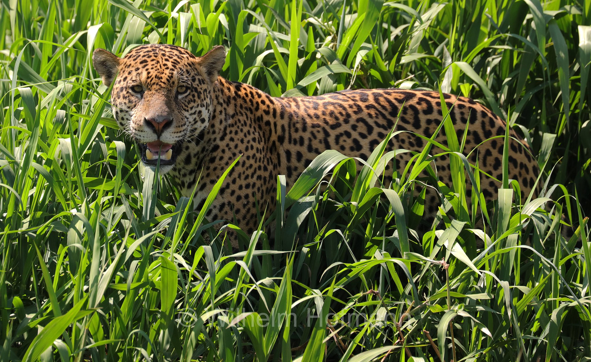 Jaguar, ﻿giaguaro, Panthera onca, Parque Estadual Encontro das Águas, Pantanal, Mato Grosso, Brazil, Brasil, Brasile, Brasilien