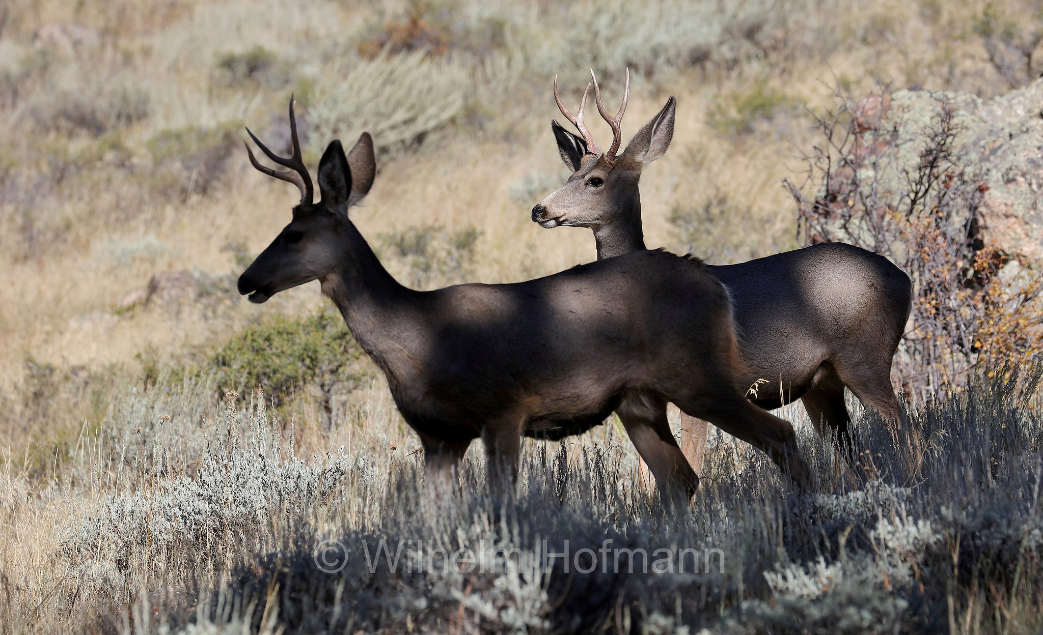 Odocoileus hemionus hemionus, Rocky Mountain Mule Deer, Rocky-Mountain-Maultierhirsch, cervo mulo delle Rocciose, ﻿﻿Beaver Meadows, Rocky Mountain National Park, ﻿Rocky-Mountain-Nationalpark, parco nazionale delle Montagne Rocciose, Colorado, USA