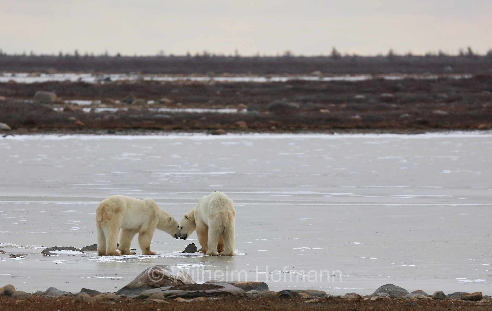 Ursus maritimus, polar bear, Eisbär, Polarbär, orso polare, orso bianco, Polar Bear Reserve, Churchill, Manitoba, Canada, Kanada