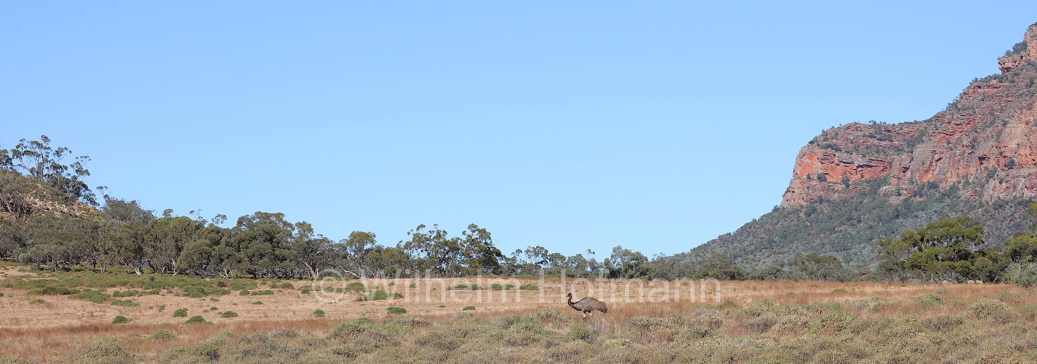 emu, Großer Emu, emù, Dromaius novaehollandiae, Arkaroo Rock Road, Ikara–Flinders Ranges National Park, Ikara-Flinderskette-Nationalpark, parco nazionale Monti Flinders, South Australia, Südaustralien, Australia Meridionale, Australia, Australien
