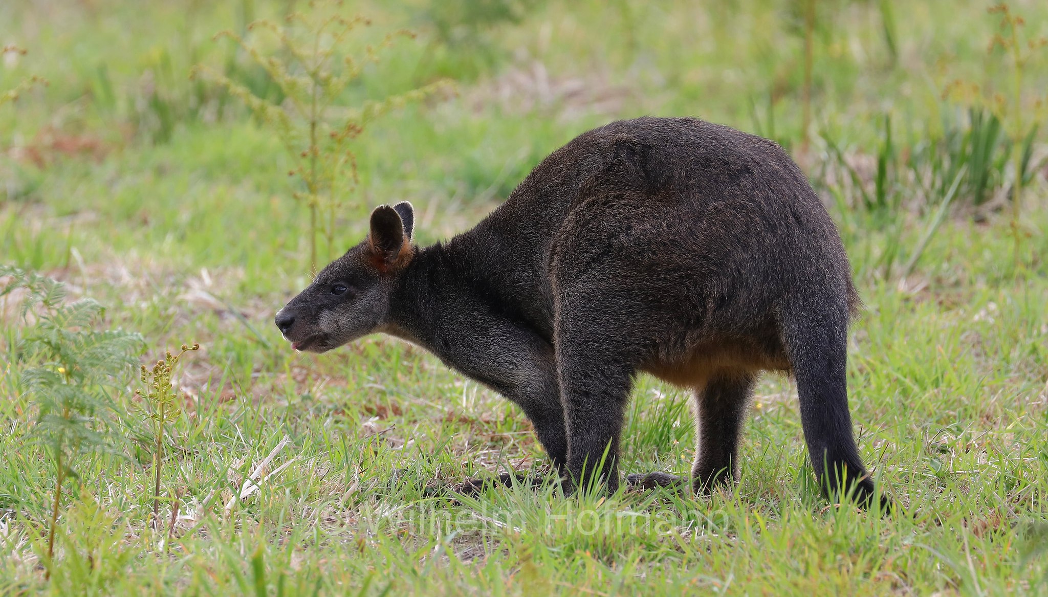 swamp wallaby, black wallaby, black-tailed wallaby, fern wallaby, black pademelon, stinker, black stinker, Sumpfwallaby, wallabia, wallabia delle paludi, Wallabia bicolor, Lighthouse Road, Great Otway National Park, Great-Otway-Nationalpark, parco nazionale Great Otway, Victoria, Australia, Australien