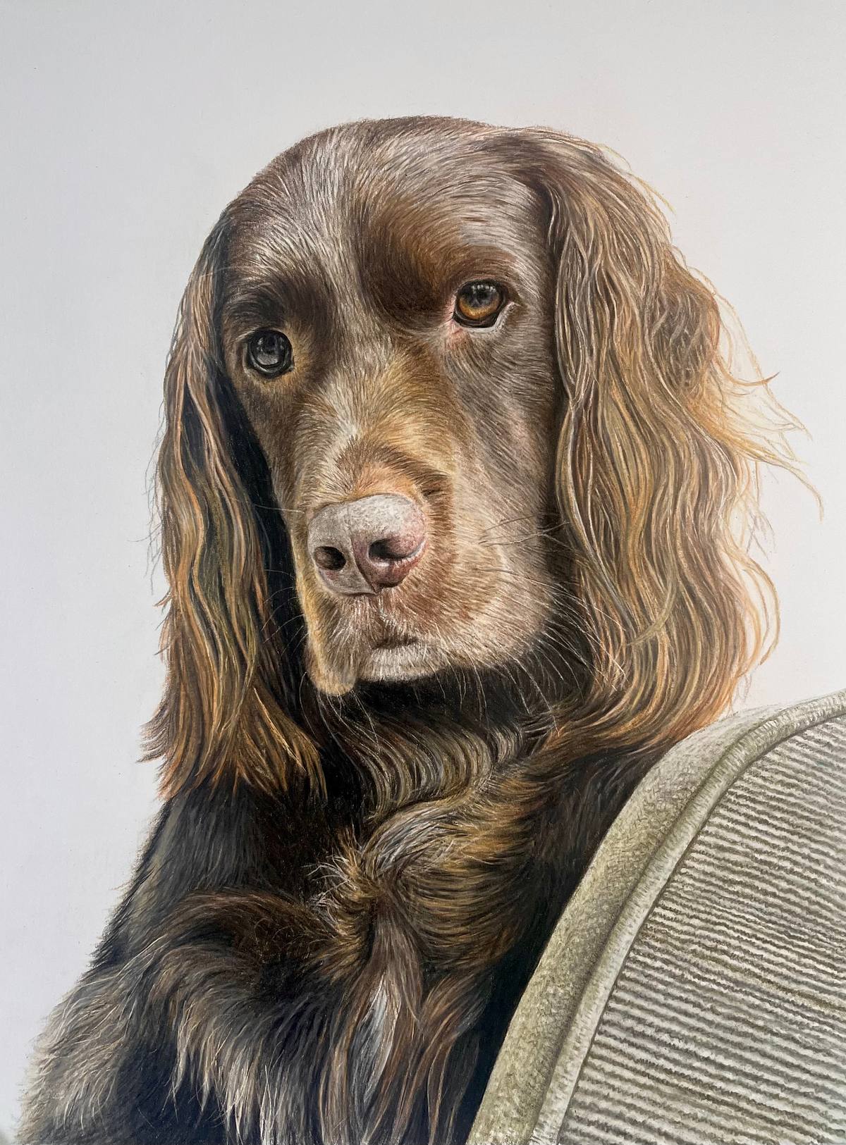 Springador, brown spaniel cross, pet portrait, brown dog on sofa portrait, memorial portrait of Bruce the Springador, Springador pet portrait, coloured pencil dog portrait