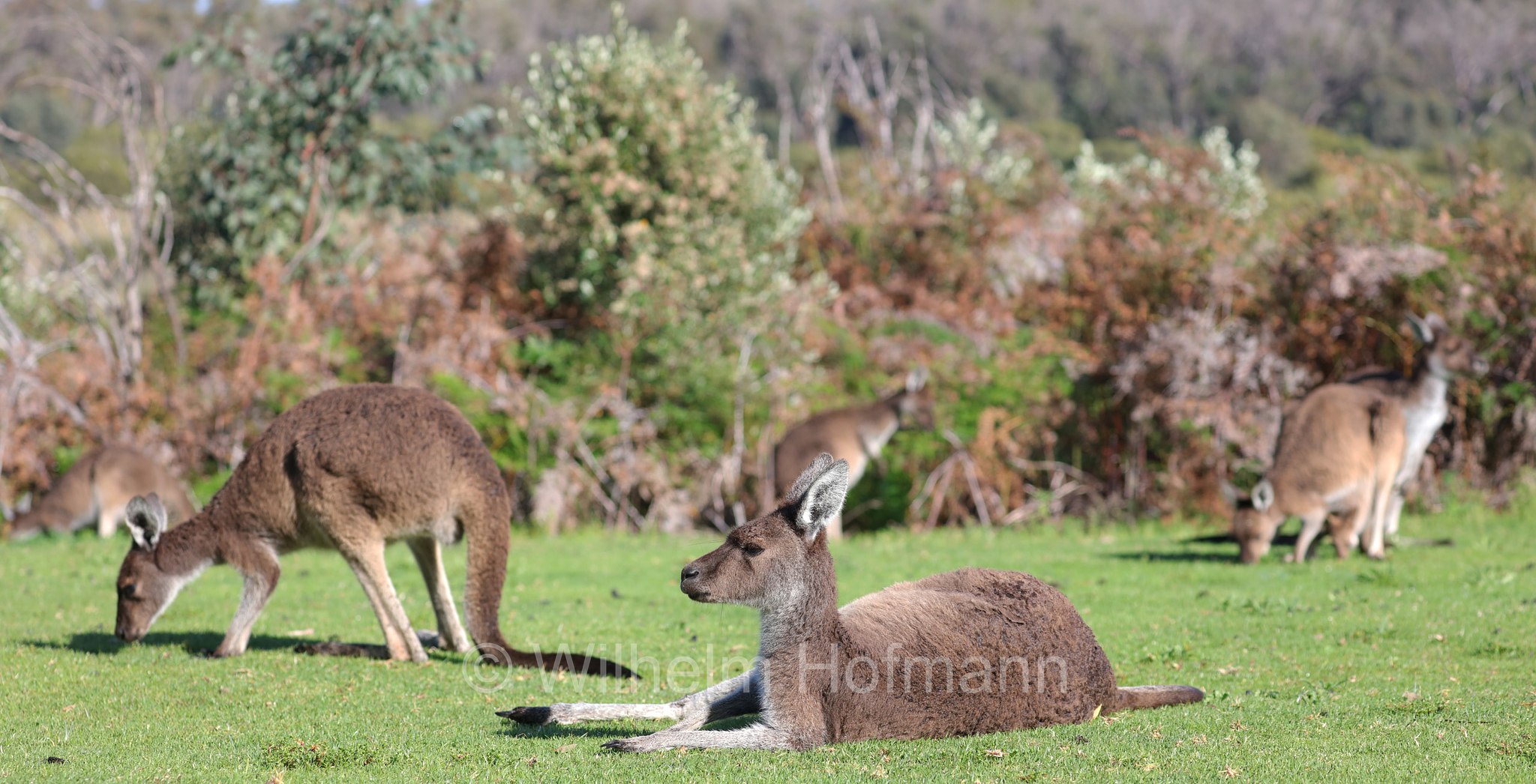 Macropus fuliginosus, western grey kangaroo, western grey giant kangaroo, black-faced kangaroo, mallee kangaroo, sooty kangaroo, Westliches Graues Riesenkänguru, canguro grigio occidentale, Yanchep National Park, Yanchep-Nationalpark, Parco Nazionale Yanchep, Western Australia, Westaustralien, Australia Occidentale, Australia, Australien