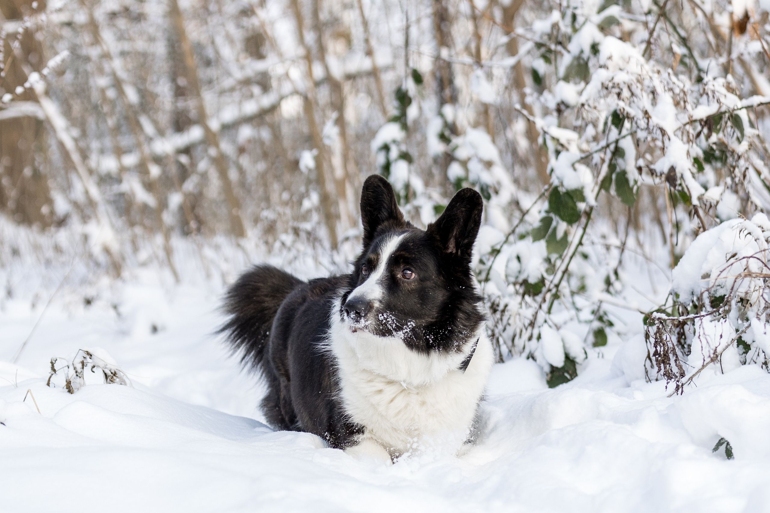 Tiere