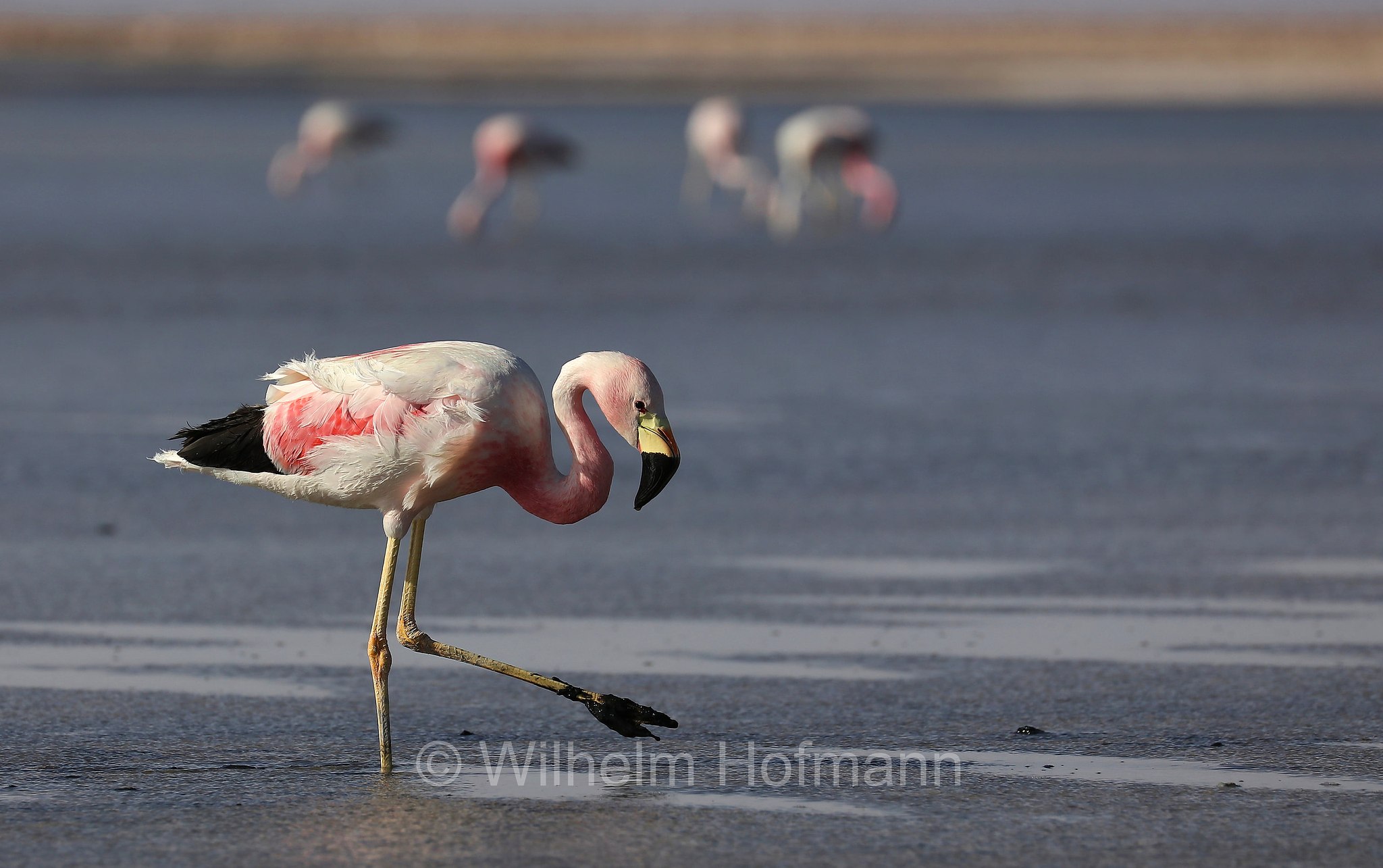 Andean flamingo, Andenflamingo, Gelbfußflamingo, fenicottero delle Ande, Phoenicoparrus andinus, Atacama Desert, Atacama-Wüste, deserto di Atacama, Chile, Cile, Laguna Piedra