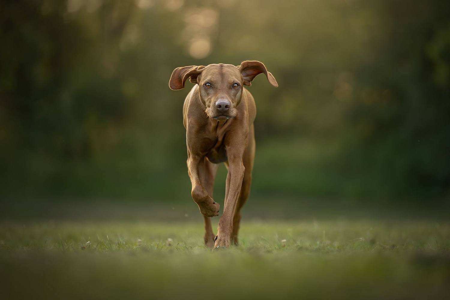 NLS Dierenfotografie