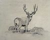 Mulie Drawing