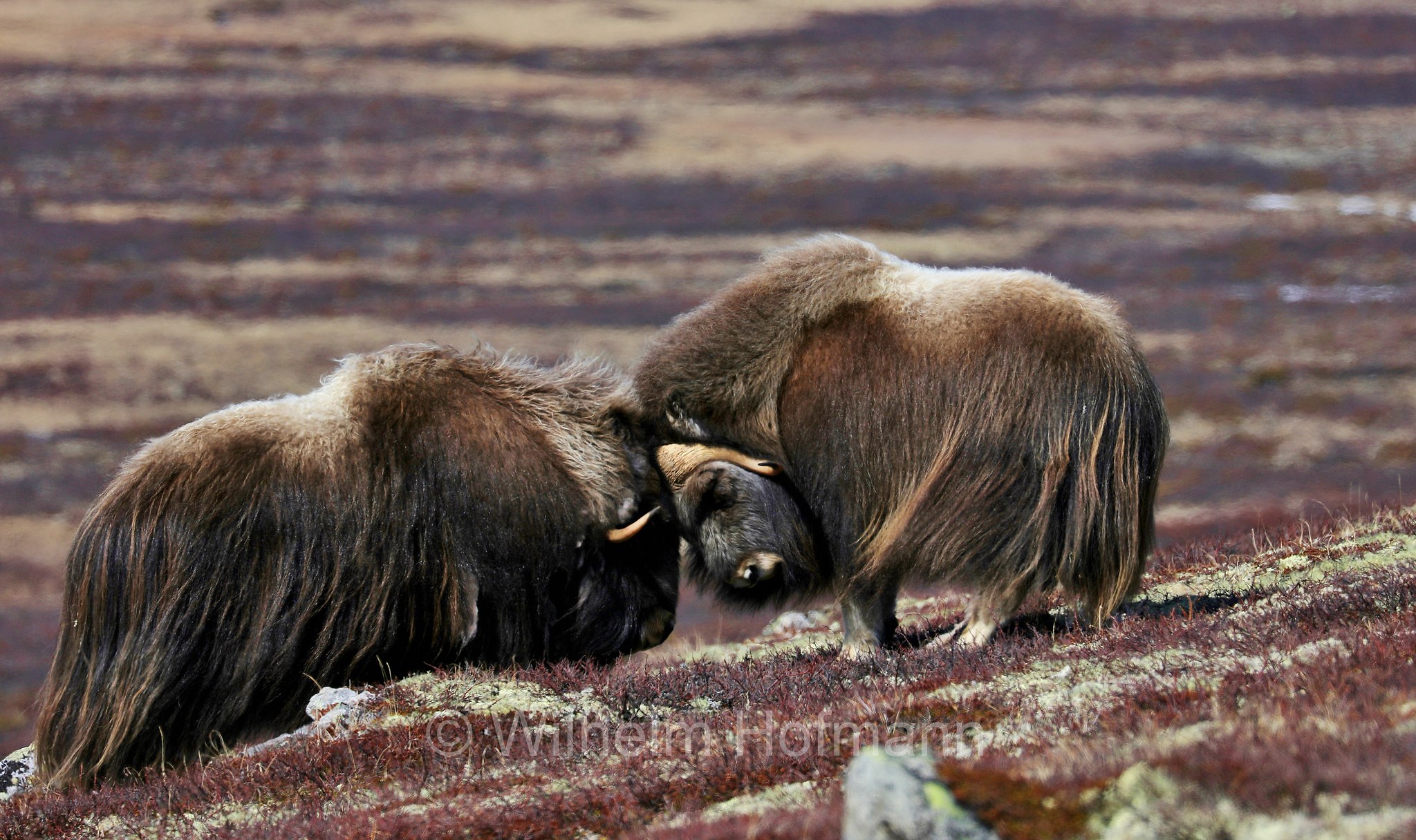 Ovibos moschatus, muskox, Moschusochse, Bisamochse, Schafsochse, bue muschiato, Dovrefjell–Sunndalsfjella National Park, Dovrefjell-Sunndalsfjella-Nationalpark, parco nazionale Dovrefjell-Sunndalsfjella, Norway, Norwegen, Norvegia