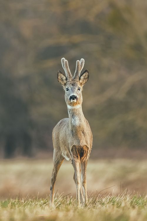 Wildtiere