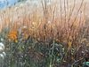 Wildflowers of the Northern Meadow