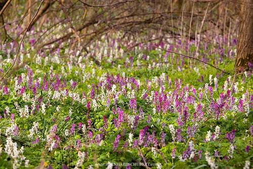 Corydalis cava - Hollowroot