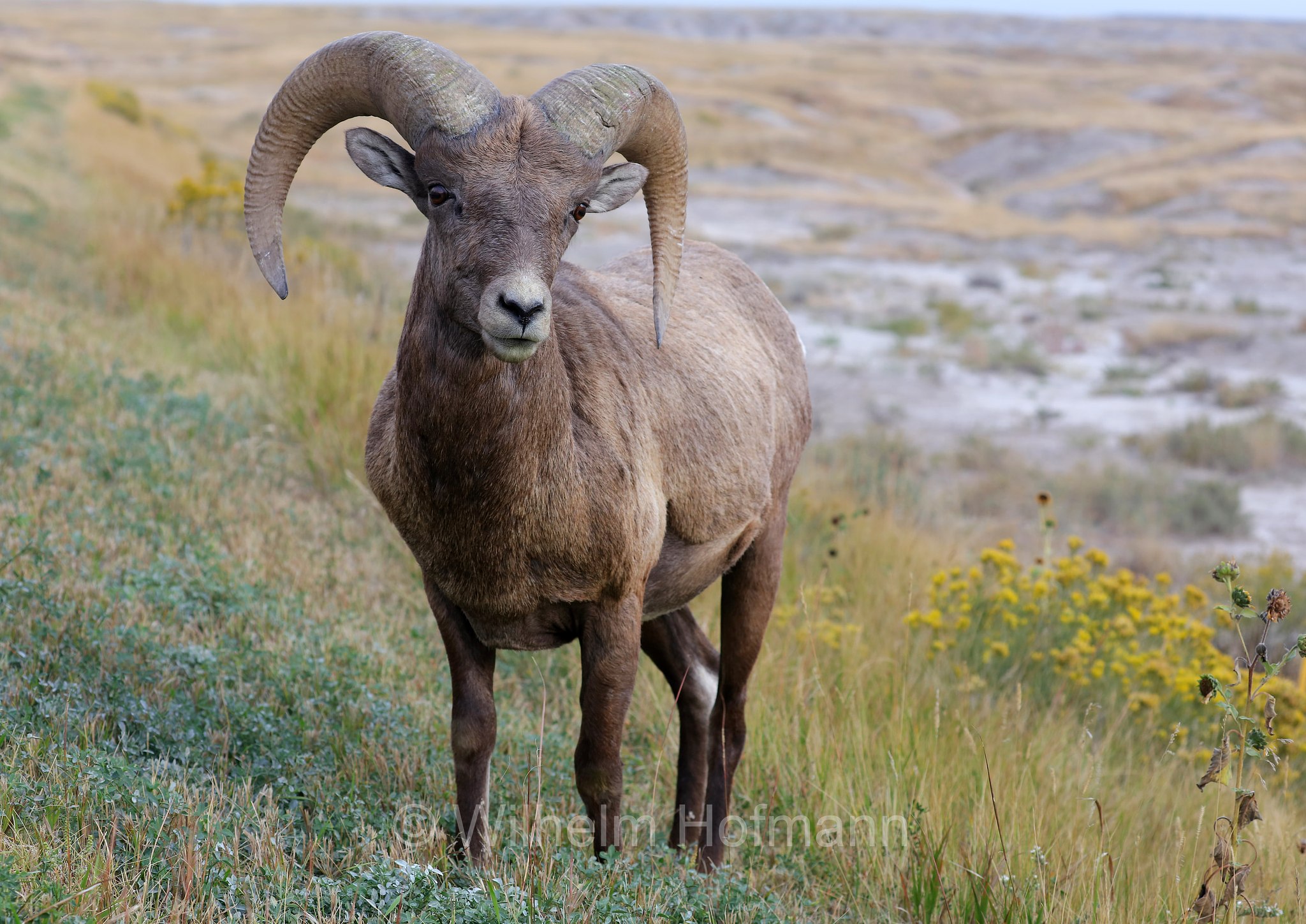 Ovis canadensis canadensis, Rocky Mountain bighorn sheep, Rocky-Mountains-Dickhornschaf, bighorn delle Montagne Rocciose, Ancient Hunters Overlook, Badlands National Park, Badlands-Nationalpark, parco nazionale delle Badlands, South Dakota, Dakota del Sud, USA
