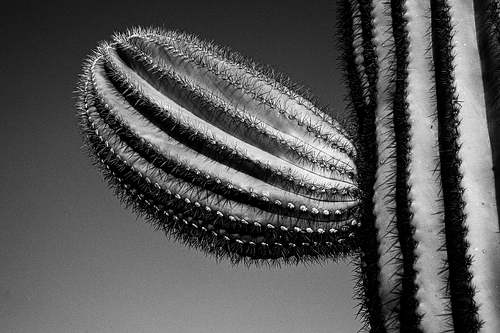 A vertical black and white fine art photograph of a towering multi-armed Saguaro cactus in the Arizona desert.