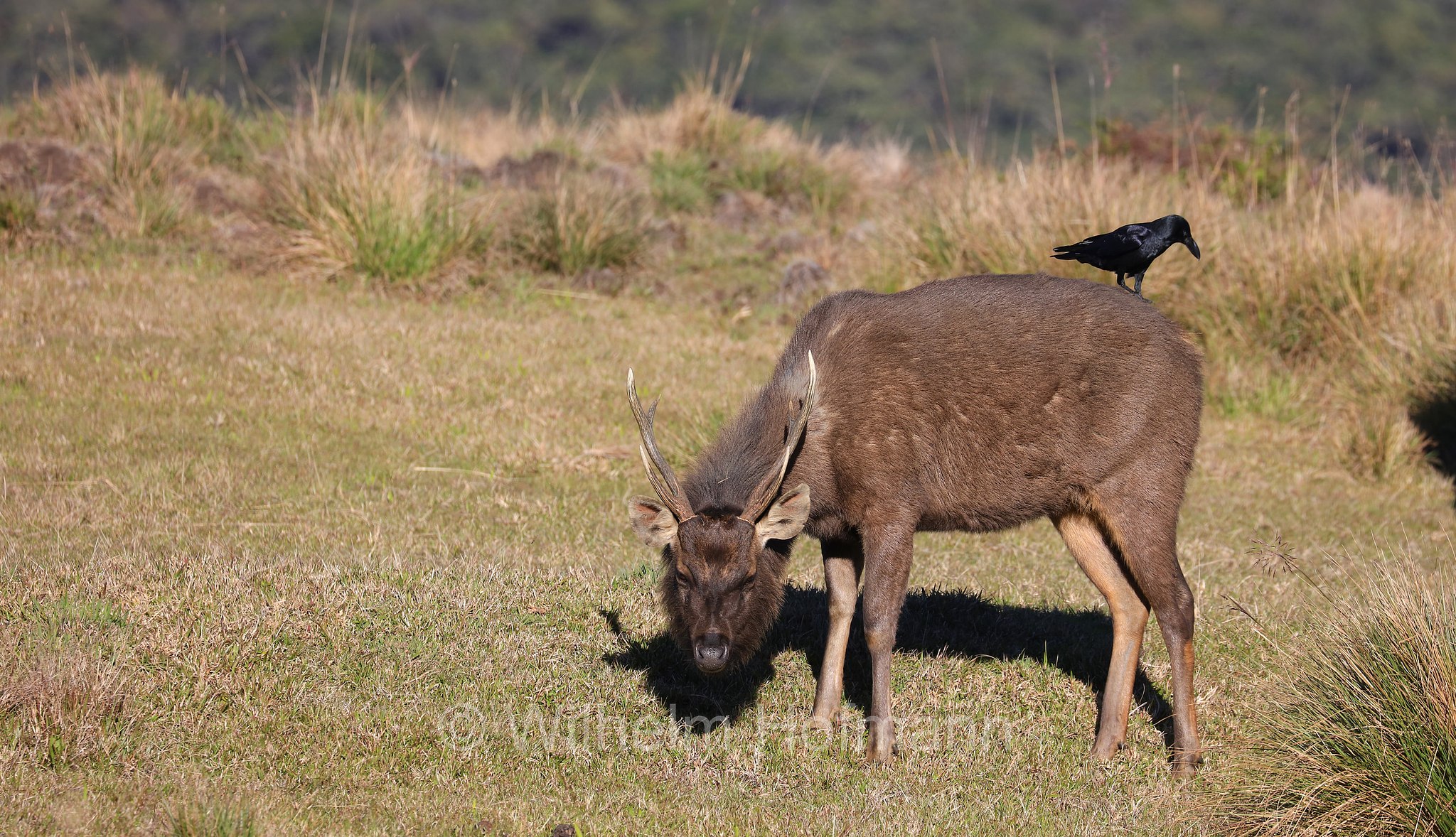 Sri Lankan sambar, Indian sambar, Sri-Lanka-Sambar, sambar indiano, cervo sambar, Rusa unicolor unicolor, Horton Plains National Park, Horton-Plains-Nationalpark, parco nazionale Horton Plains, Sri Lanka