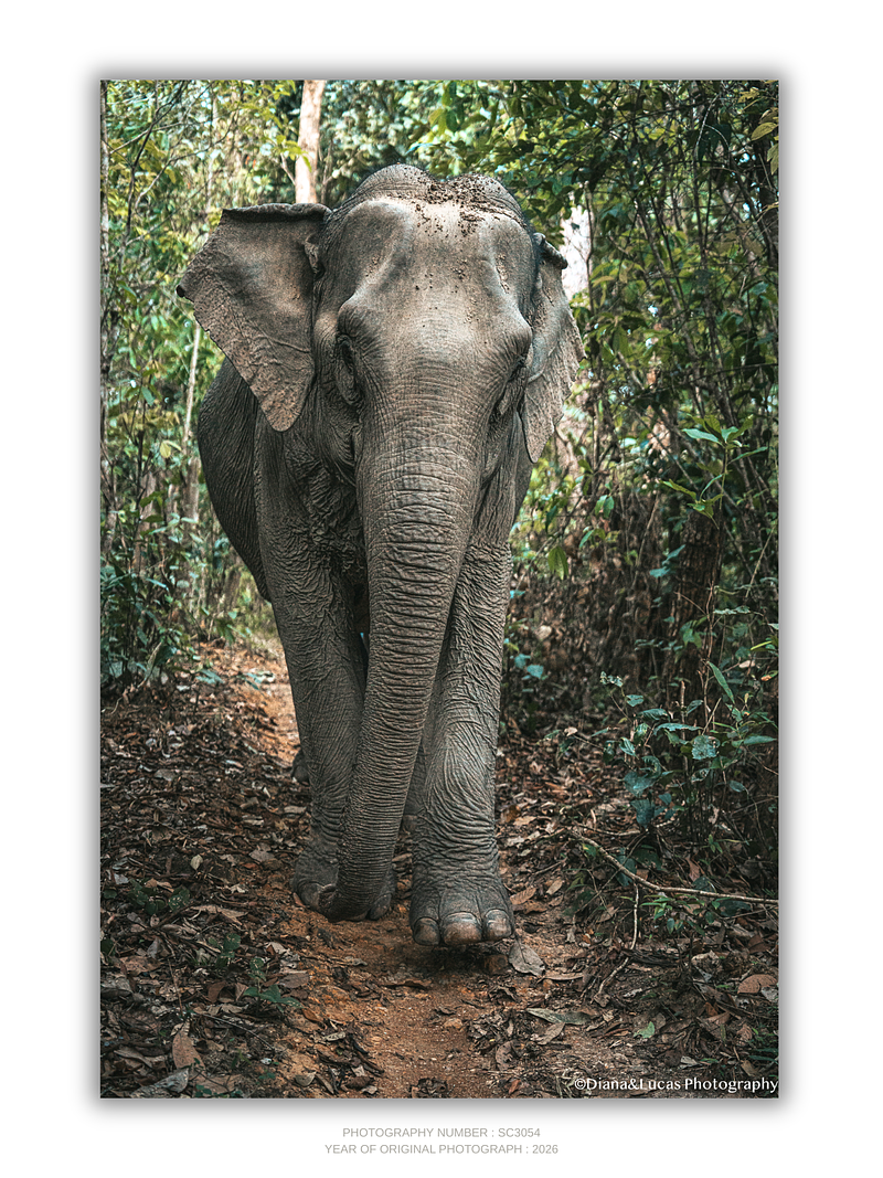 COLLECTION - GIANTS OF THE LAND VERTICAL - "The Only Direction" - LIMITED EDITION 5 of 5