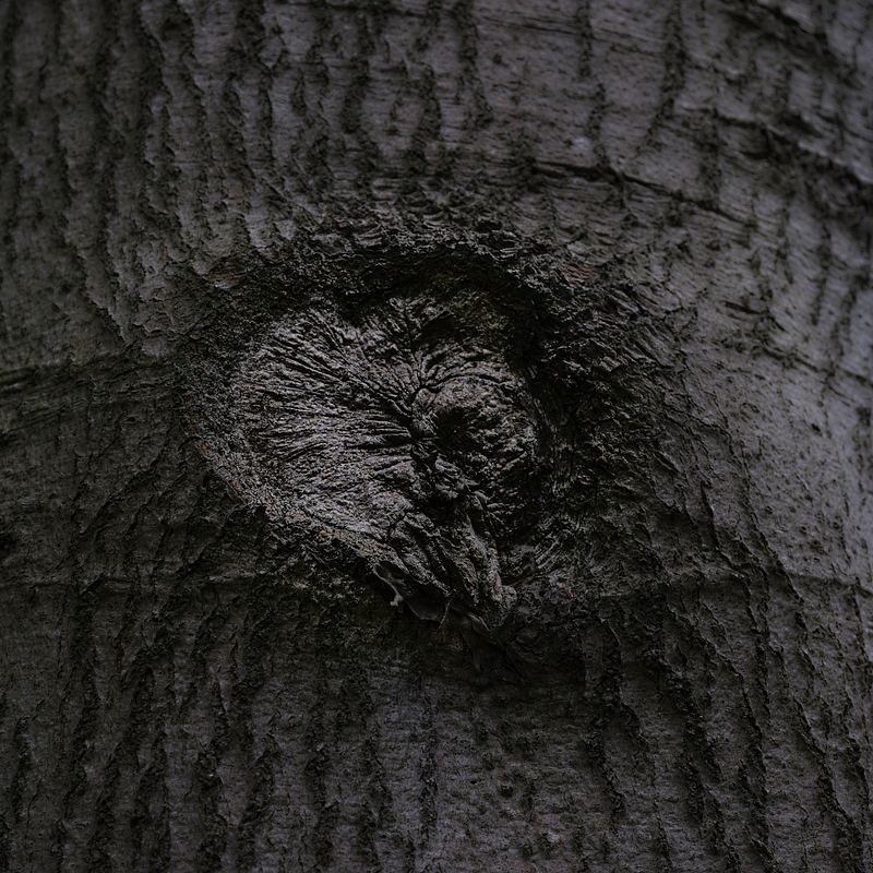 Abstracte natuurfotografie (4 juli 2026)