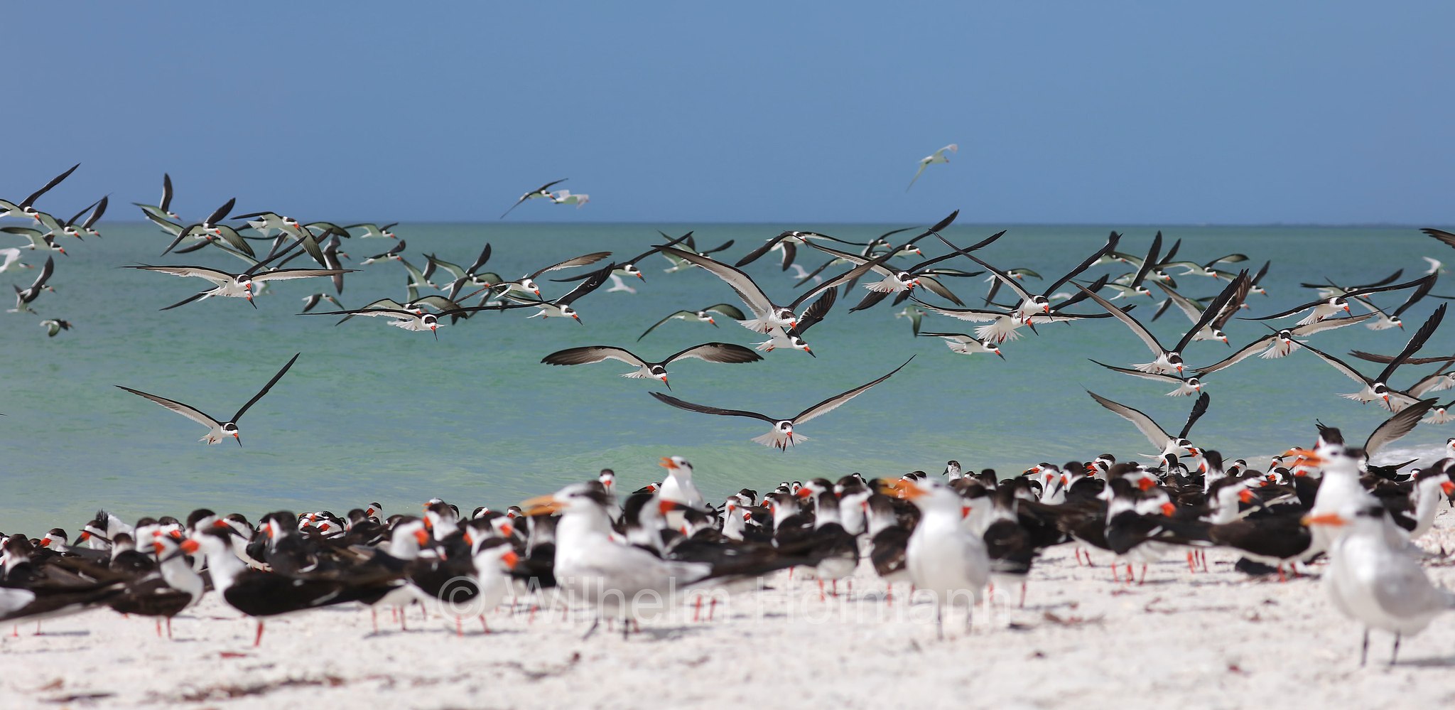 Rynchops niger niger, black skimmer, Amerikascherenschnabel, Amerikanischer Scherenschnabel, Schwarzmantel-Scherenschnabel, becco a cesoia americano, becco a forbice americano, Lovers Key Beach, Lovers Key State Park, Florida, USA