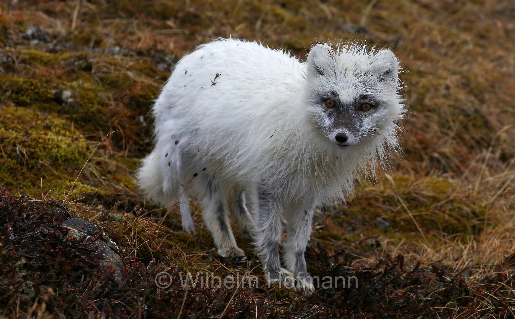 Vulpes lagopus, Alopex lagopus, Arctic fox, white fox, polar fox, snow fox, Polarfuchs, Schneefuchs, Eisfuchs, volpe artica, Björndalen Valley, Svalbard, Spitzbergen, Norway, Norwegen, Norvegia