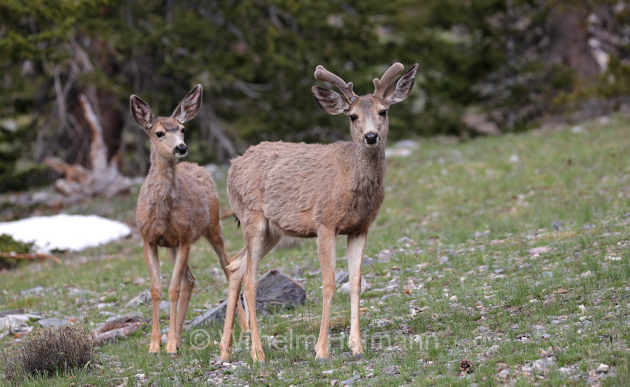 Odocoileus hemionus hemionus, Rocky Mountain Mule Deer, Rocky-Mountain-Maultierhirsch, cervo mulo delle Rocciose, Bristlecone Lakes Trailhead, Great Basin National Park, Great-Basin-Nationalpark, Parco nazionale del Great Basin, Nevada, USA